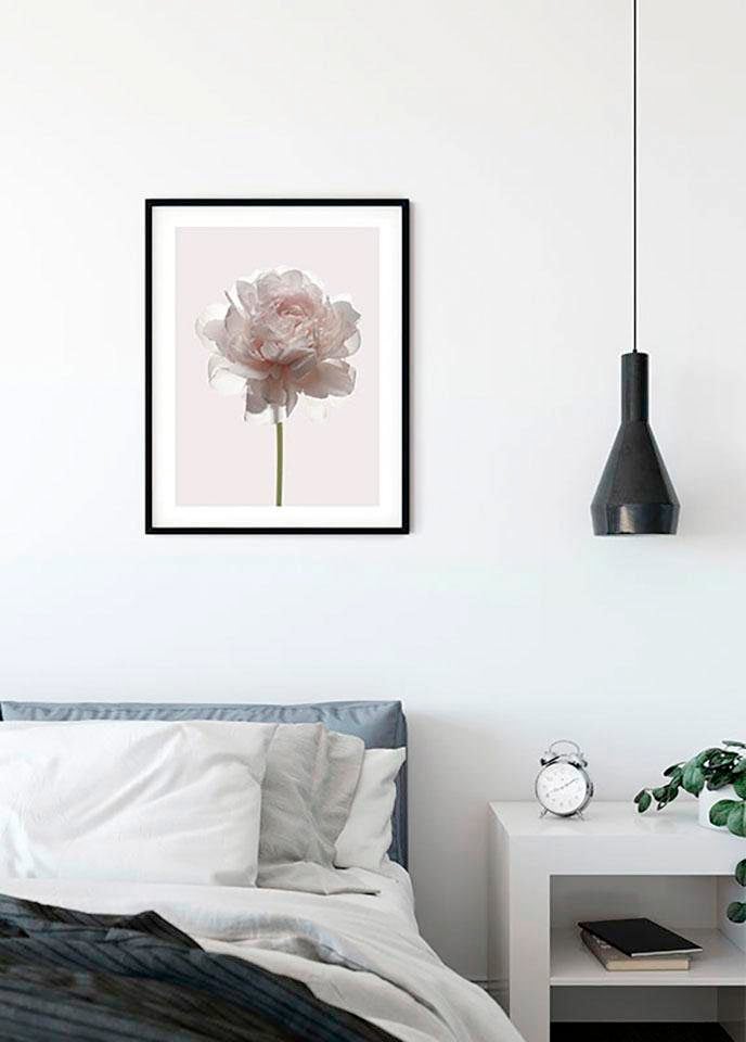 Komar Bild "Rose" Blumen 1 Stk. tlg. Wandbild zur Dekoration - ohne Rahmen