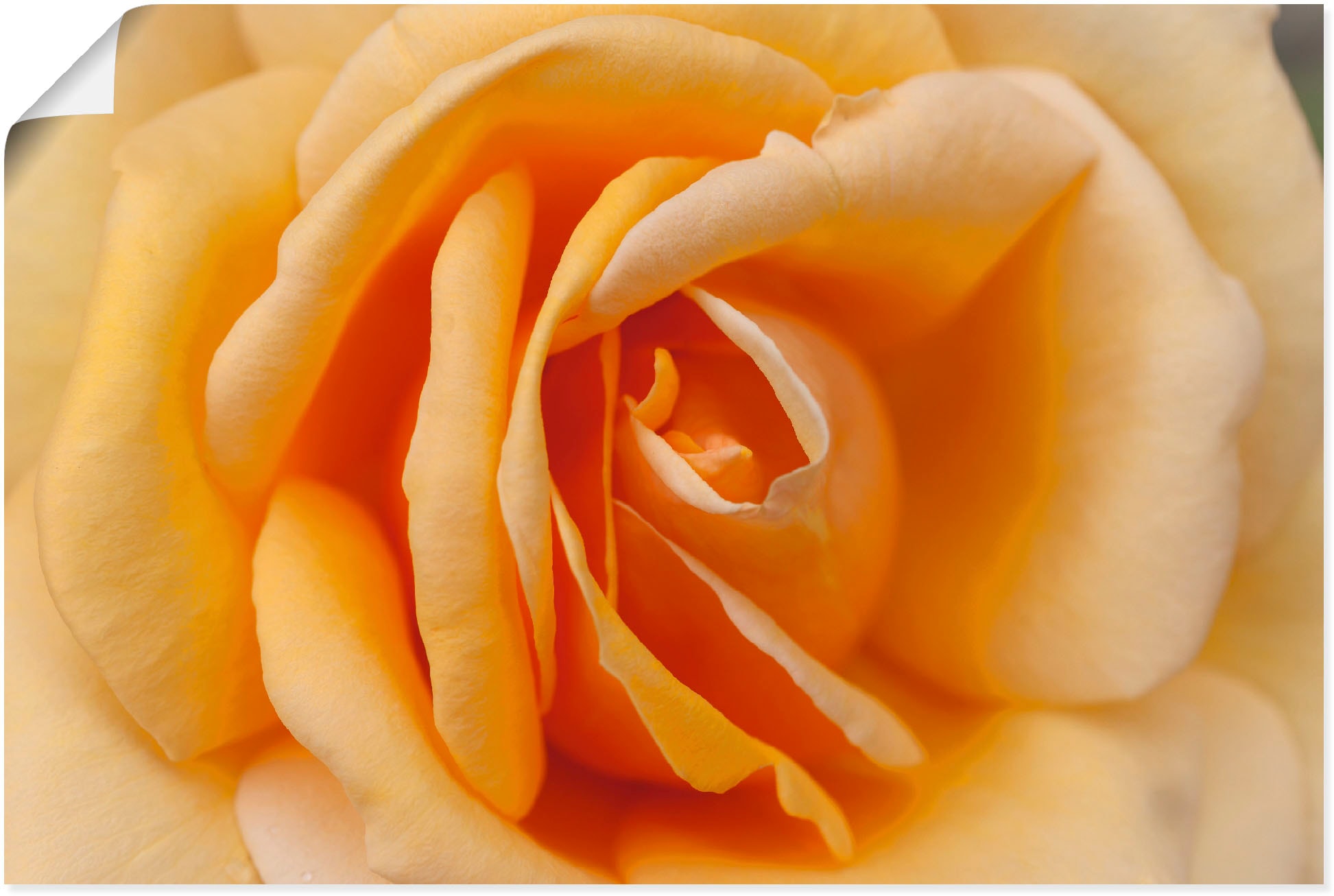 Artland Wandbild »Zarte Rose in | St.), Alubild, Orange«, (1 versch. in Jelmoli-Versand als Wandaufkleber Leinwandbild, Grössen Blumenbilder, Poster online oder bestellen