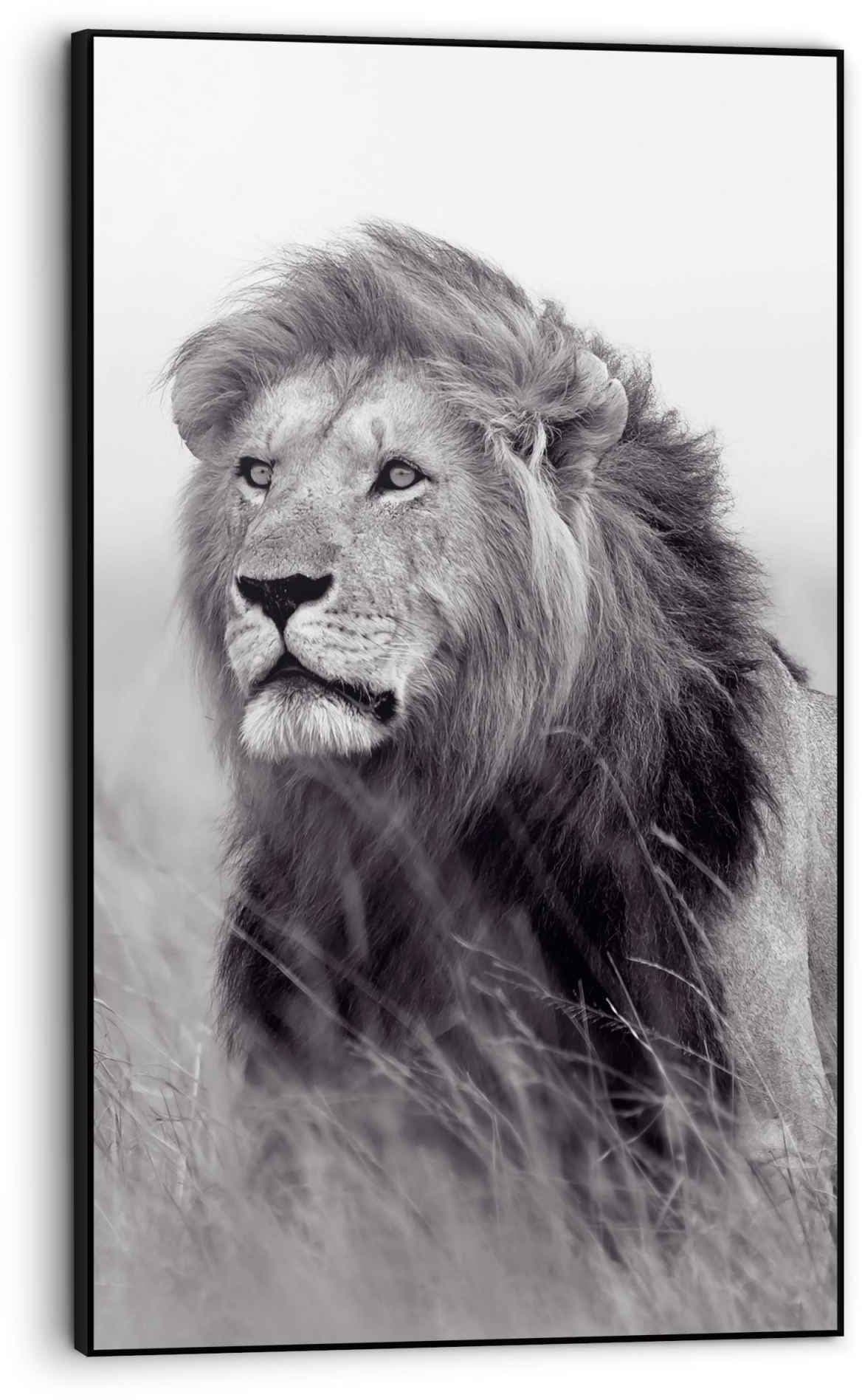 im ❤ Savanne König«, ordern St.) Bild »Gerahmtes Löwe Shop Bild Jelmoli-Online Löwen, der (1 Reinders! auf