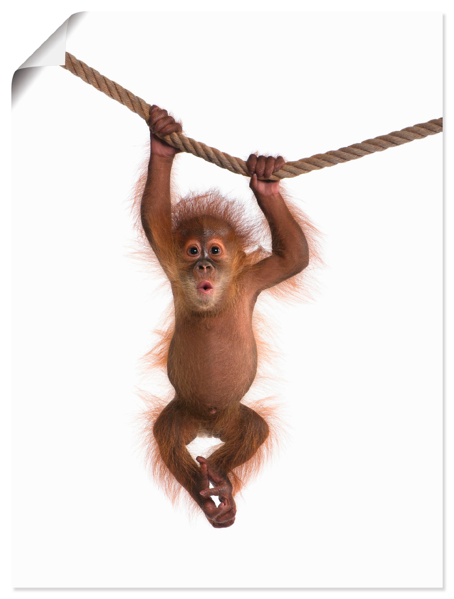 Artland Wandbild »Baby Orang St.), II«, Poster | Grössen Wandaufkleber versch. an online Wildtiere, als Seil shoppen Alubild, Leinwandbild, (1 in oder Utan Jelmoli-Versand hängt