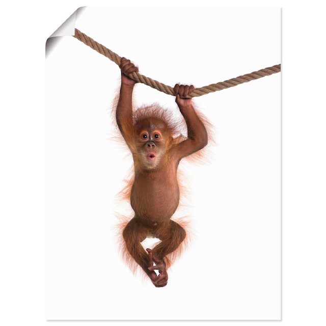 Artland Wandbild »Baby Orang Utan hängt an Seil II«, Wildtiere, (1 St.),  als Alubild, Leinwandbild, Wandaufkleber oder Poster in versch. Grössen  online shoppen | Jelmoli-Versand