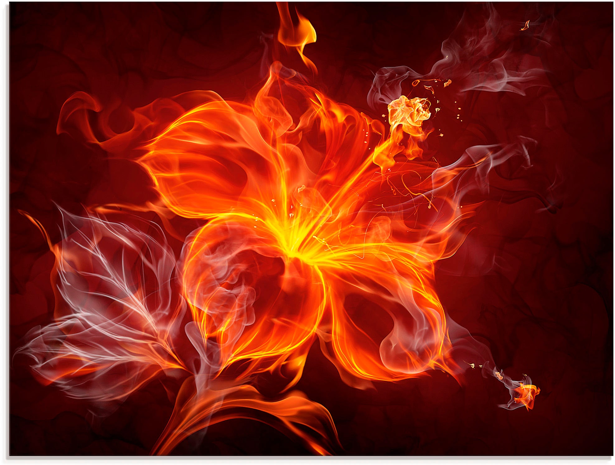 Artland Glasbild »Feuerblume«, Blumen, in | St.), verschiedenen Grössen online (1 kaufen Jelmoli-Versand
