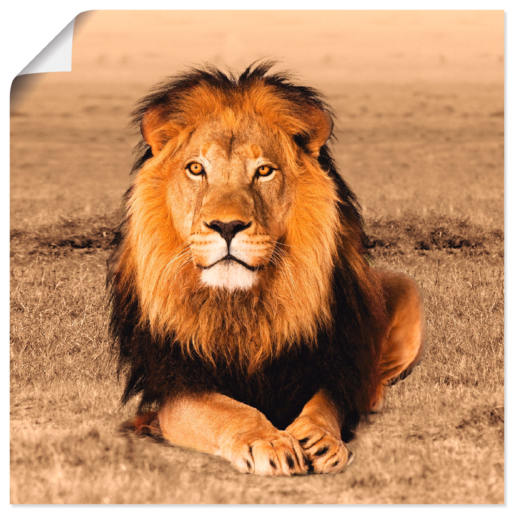 Alubild, »Löwe«, versch. shoppen Artland Grössen Leinwandbild, Wandbild Wildtiere, | online (1 St.), Poster als in oder Wandaufkleber Jelmoli-Versand