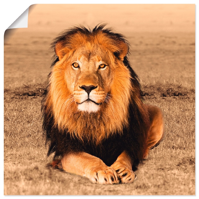 Artland Wandbild »Löwe«, Wildtiere, (1 St.), als Alubild, Leinwandbild,  Wandaufkleber oder Poster in versch. Grössen online shoppen |  Jelmoli-Versand