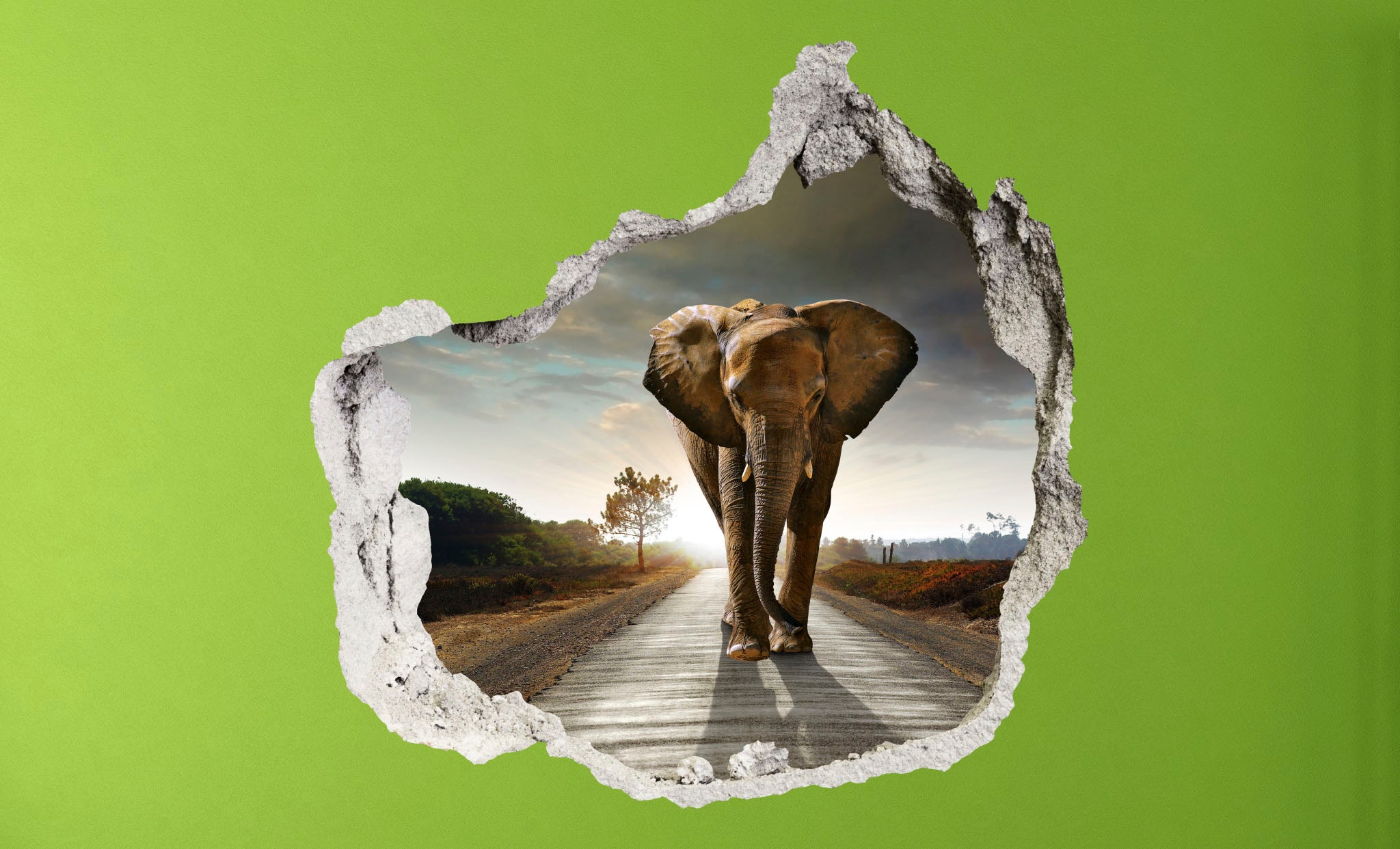 D »3 Jelmoli-Versand bestellen online Beton - Oberkircher´s Elefant«, Conni Grosser | Wildtiere Sticker Wandsticker Elephant