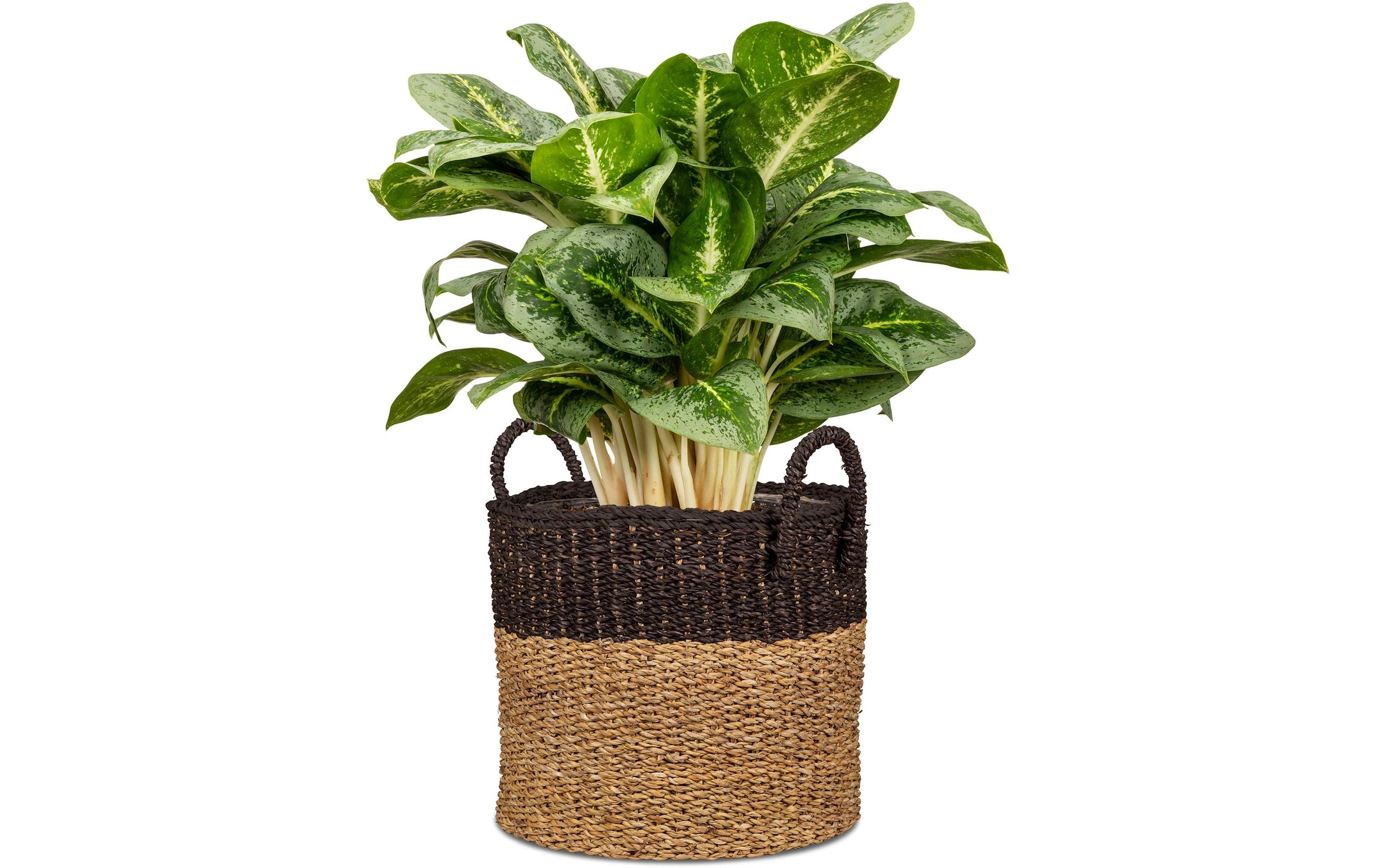 Scheurich Blumentopf »mit Griffen 28 x 24 cm«