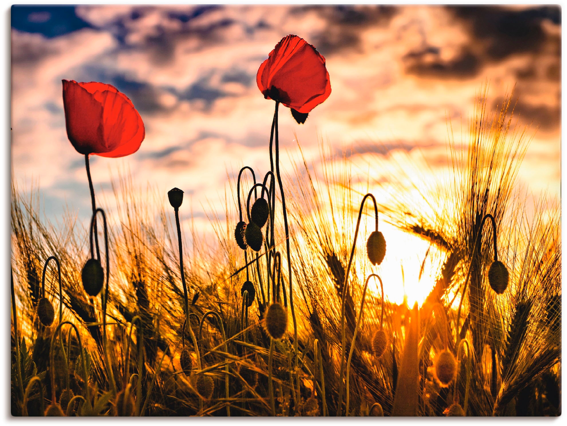 Alubild, versch. Leinwandbild, online Artland Wandaufkleber (1 St.), Poster »Mohnblumen Wandbild Blumen, kaufen | Jelmoli-Versand im oder Grössen Sonnenuntergang«, in als