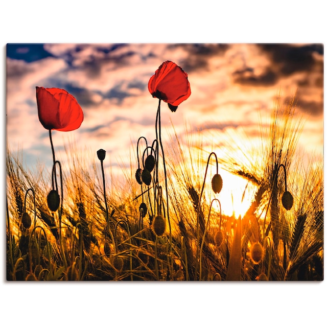 Artland Wandbild »Mohnblumen im Sonnenuntergang«, Blumen, (1 St.), als  Alubild, Leinwandbild, Wandaufkleber oder Poster in versch. Grössen online  kaufen | Jelmoli-Versand