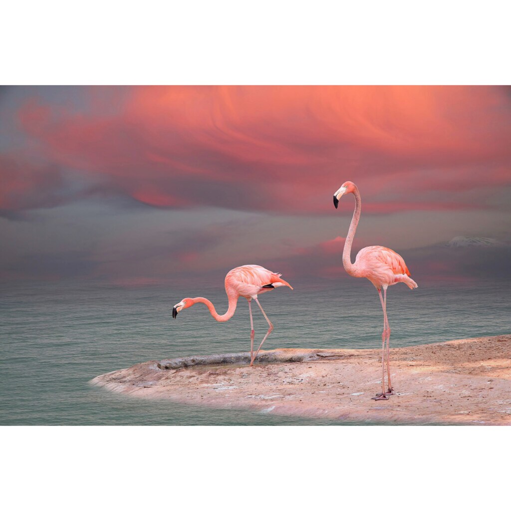 Papermoon Fototapete »Flamingo«