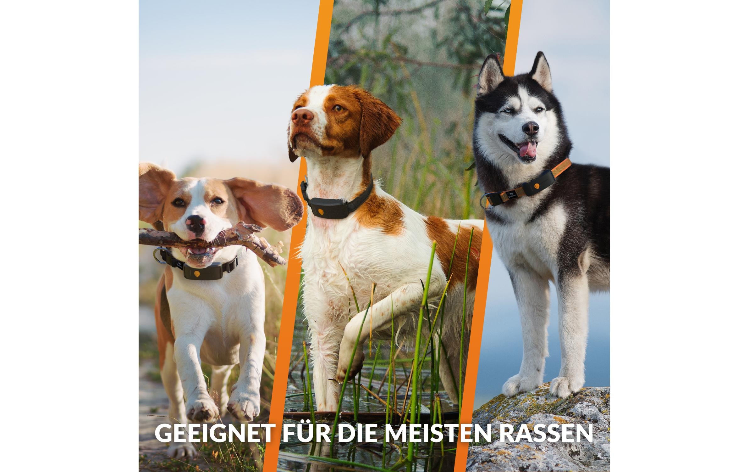 nicht definiert GPS-Tracker »Weenect für Hunde XT mit Halsband orange«, (1 St.)