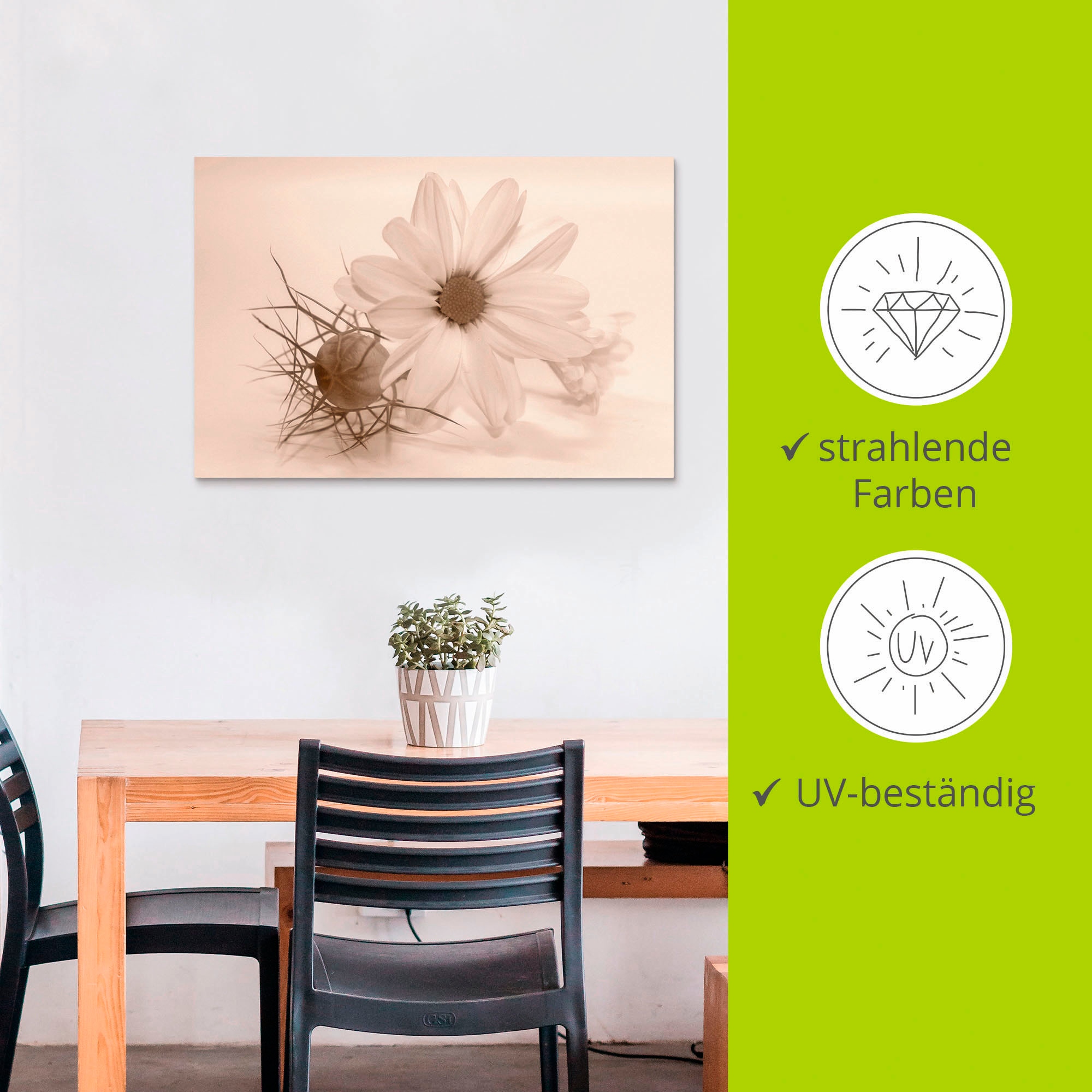 Artland Wandbild »Chrysantheme«, Blumen, (1 St.), als Alubild, Outdoorbild, Poster in verschied. Grössen