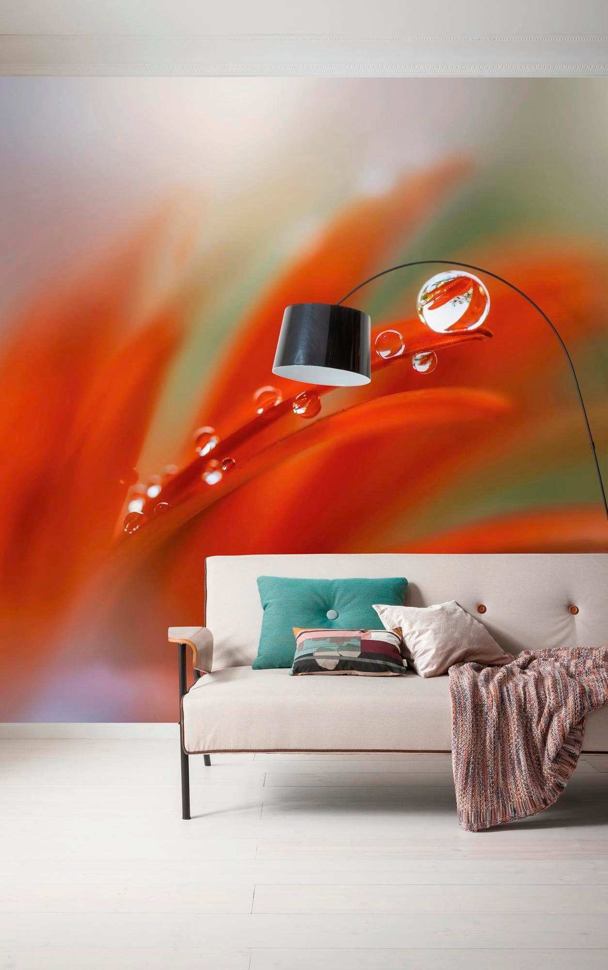 Komar Vliestapete »Digitaldruck Vlies - Tautropfen - Grösse 300 x 250 cm«, bedruckt, Wohnzimmer, Schlafzimmer