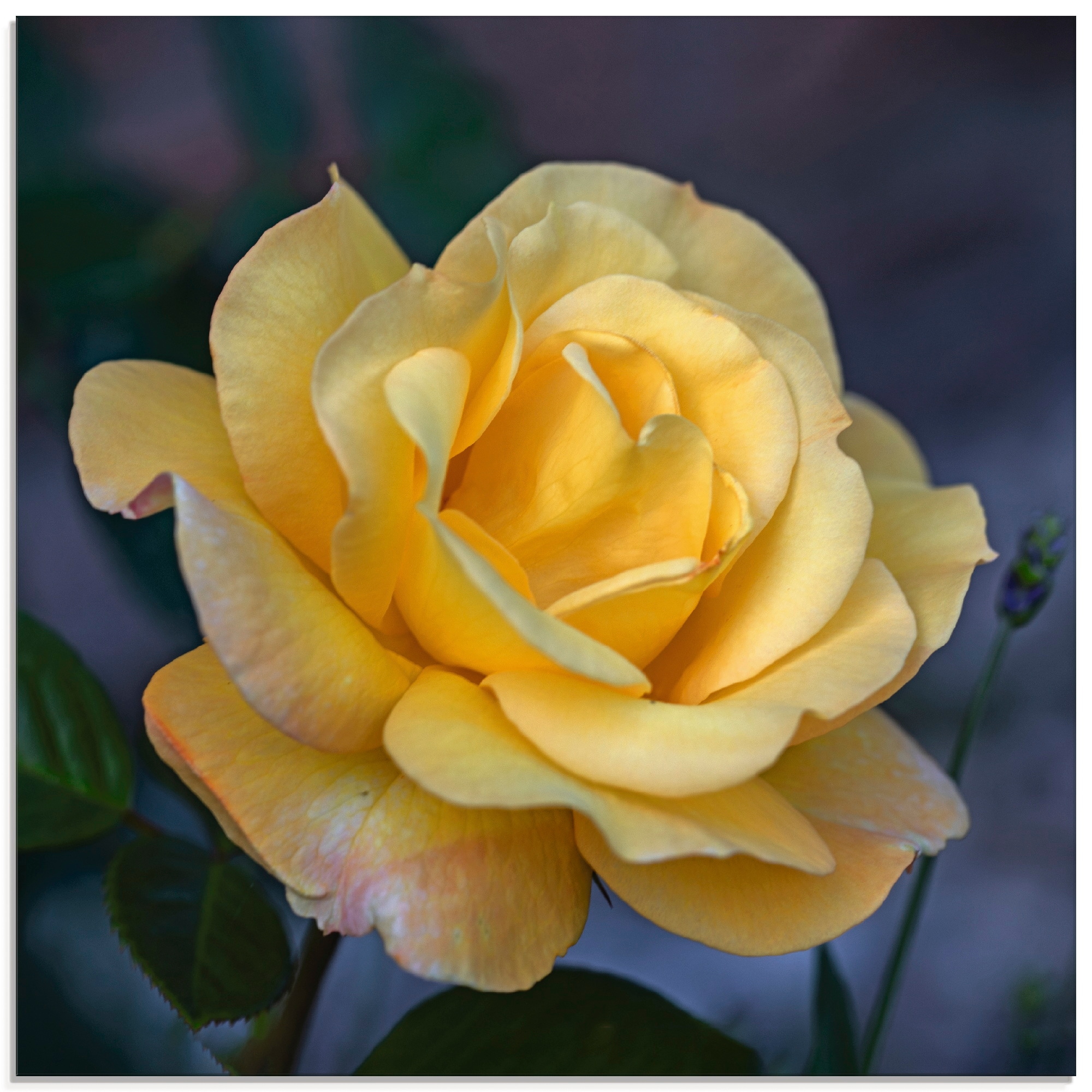 Artland Glasbild »Gelbe online Blumen, St.), verschiedenen | in Rose«, Jelmoli-Versand kaufen (1 Grössen