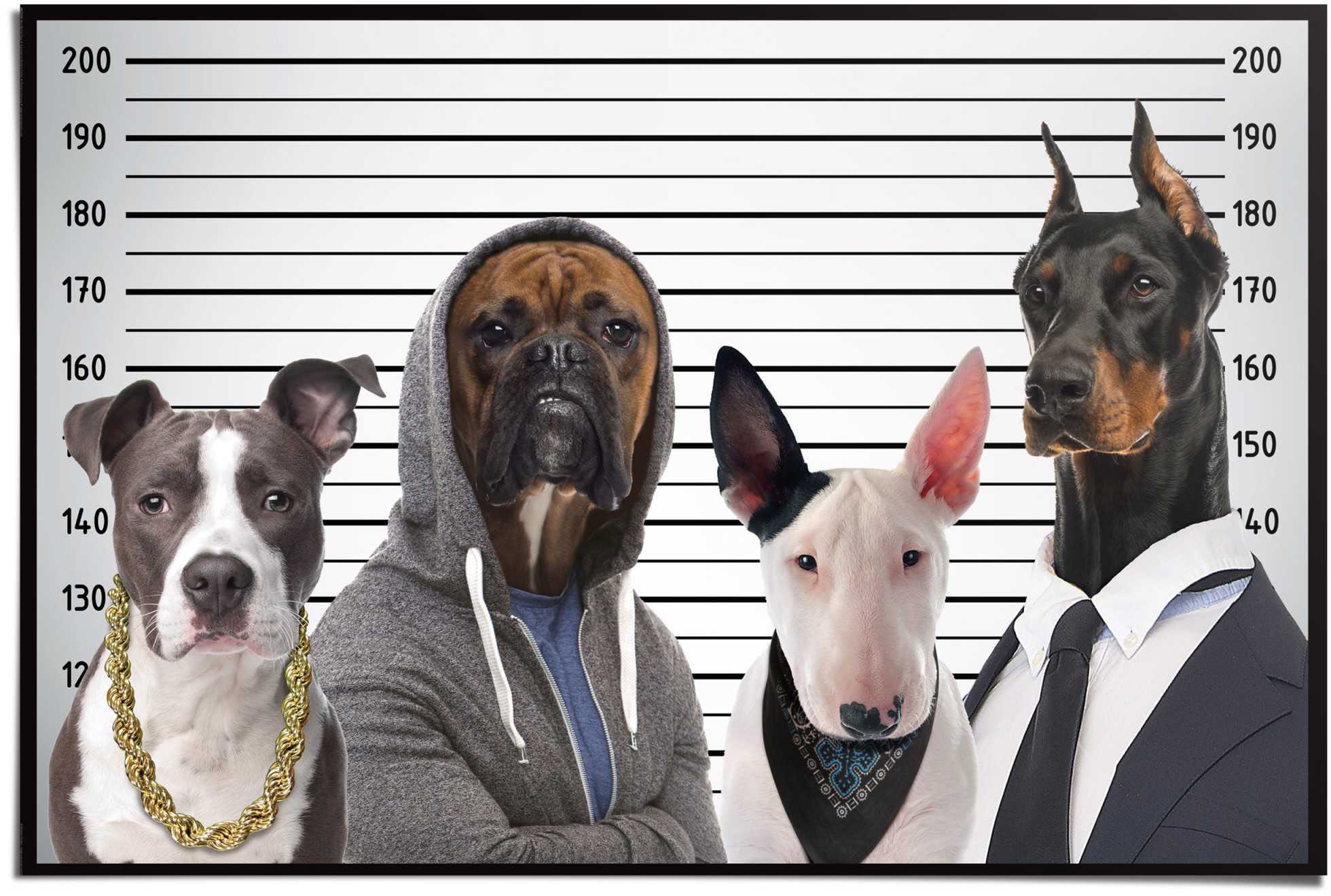 ❤ Reinders! Poster »Hunde Mug Shot«, (1 St.) entdecken im Jelmoli-Online  Shop