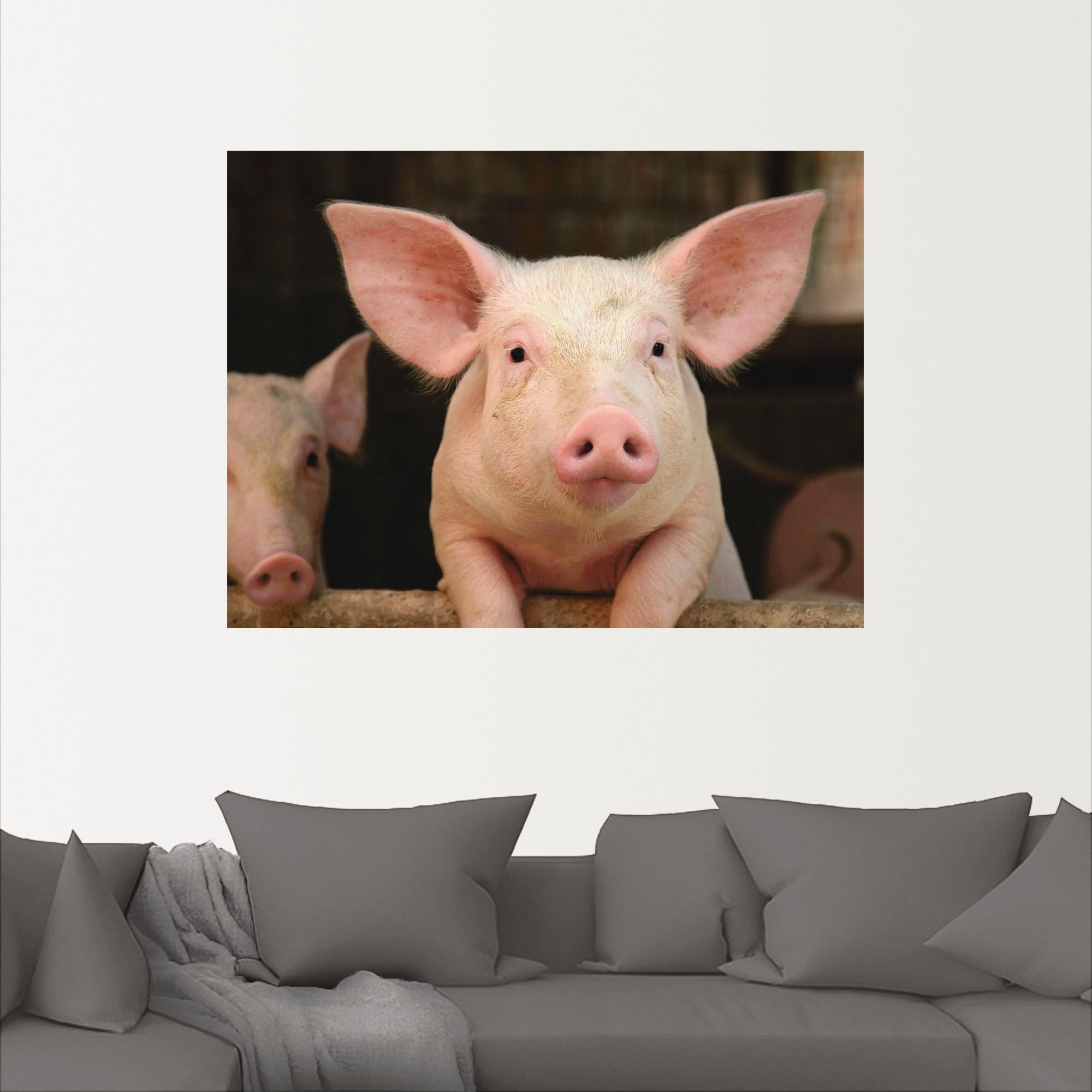 Artland Wandbild »Vorwitziges Schwein«, Haustiere, (1 St.), als Leinwandbild, Wandaufkleber in verschied. Grössen