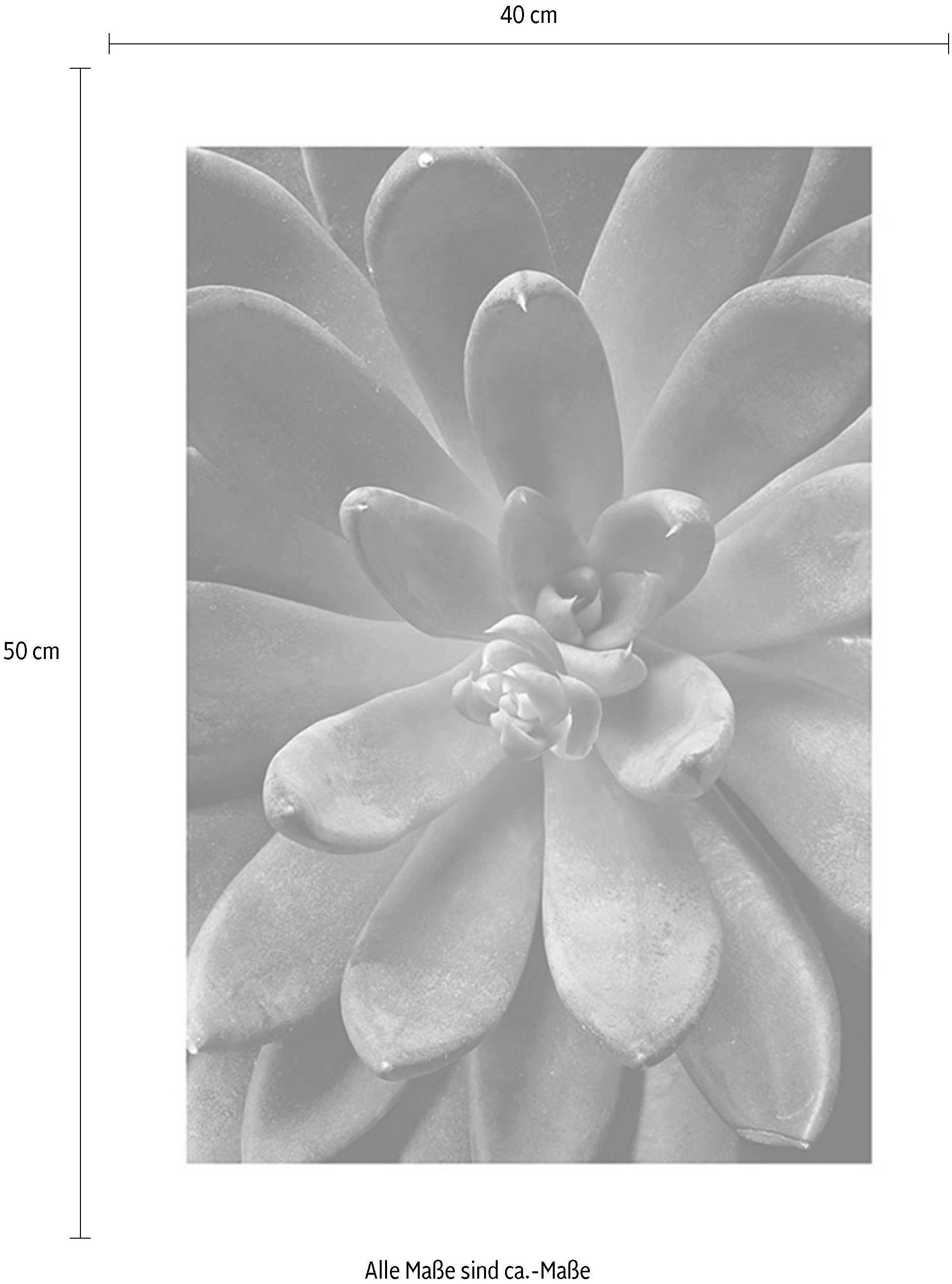 ❤ Komar Poster »Succulent Single«, Pflanzen-Blätter, (1 St.), Kinderzimmer,  Schlafzimmer, Wohnzimmer entdecken im Jelmoli-Online Shop