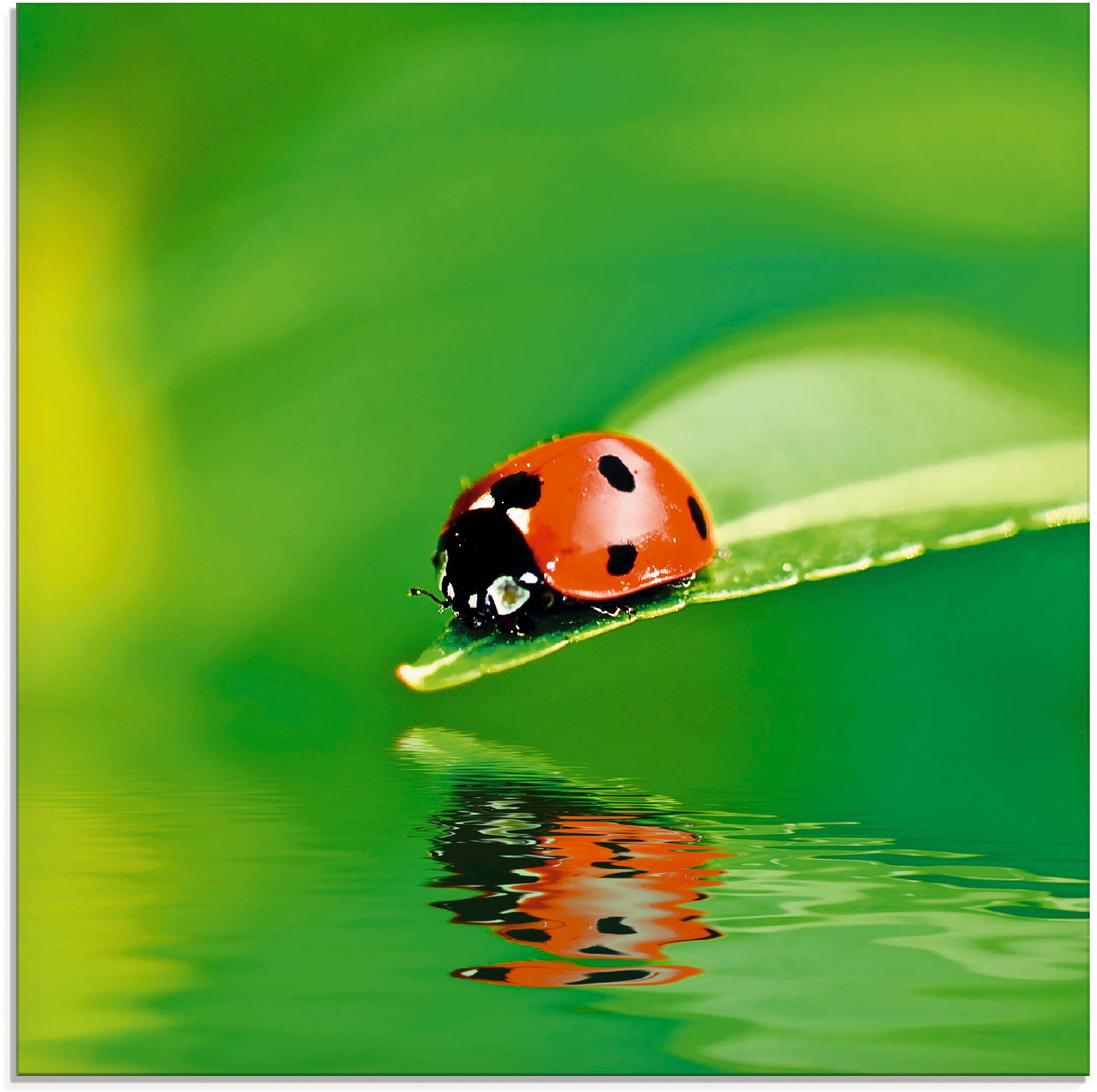 Artland Glasbild »Marienkäfer auf einem Blatt«, Insekten, (1 St.), in verschiedenen Grössen