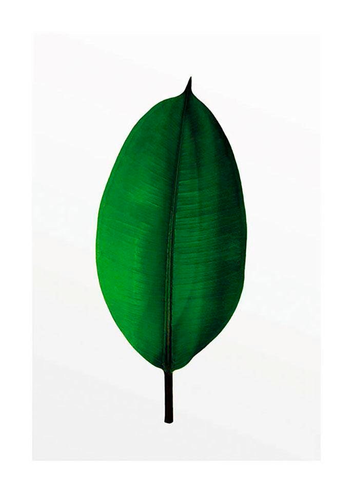❤ Komar Poster »Ficus Leaf«, Pflanzen-Blätter, (1 St.), Kinderzimmer,  Schlafzimmer, Wohnzimmer ordern im Jelmoli-Online Shop