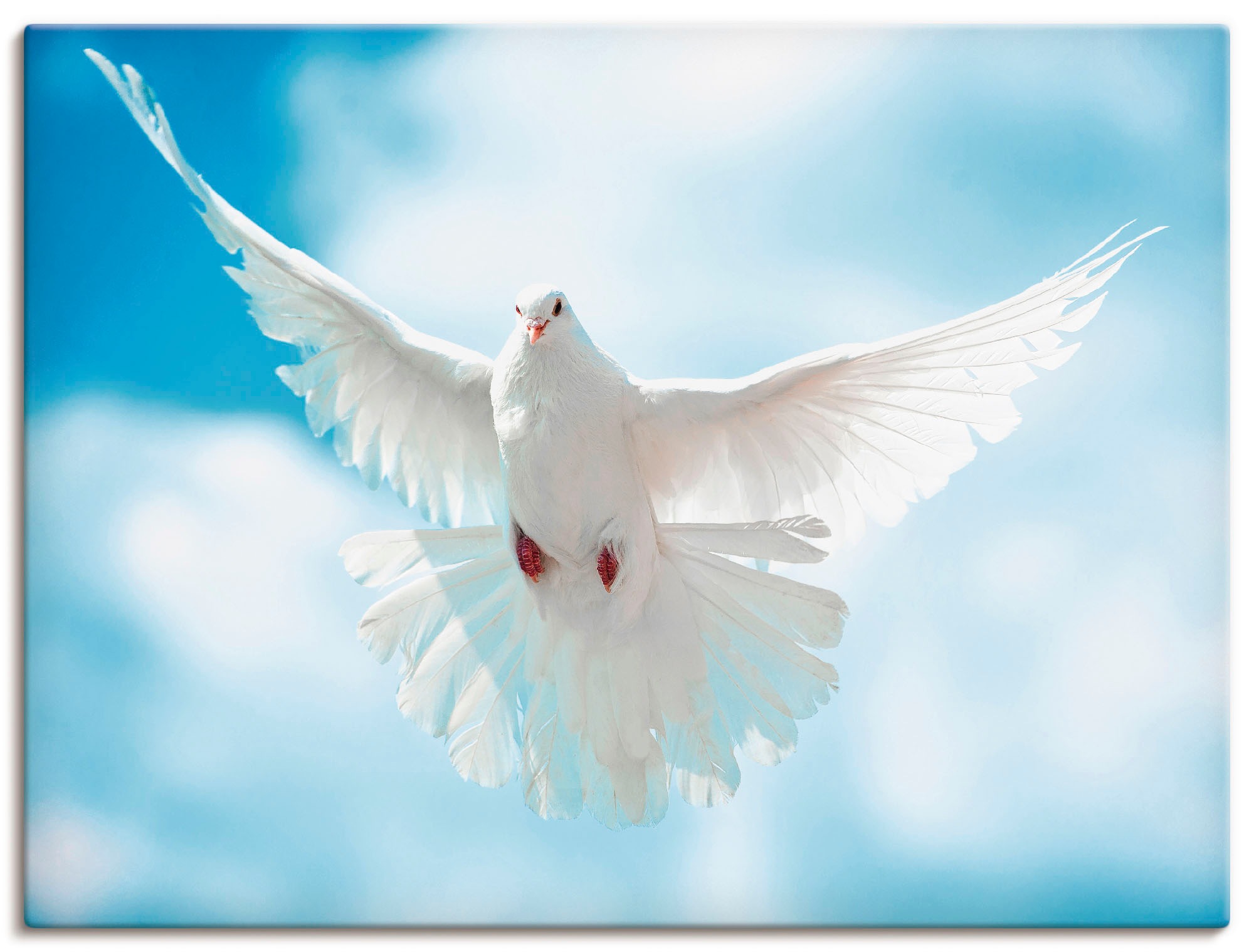 (1 als Flügeln«, Poster in oder Alubild, Jelmoli-Versand ausgebreiteten Wandaufkleber online »Taube bestellen Grössen Artland versch. Leinwandbild, St.), Wandbild | mit Vögel,