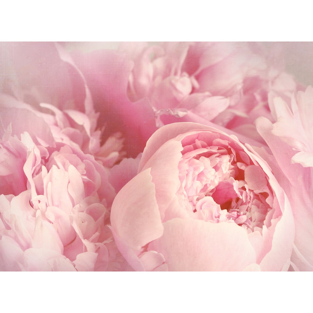 Papermoon Fototapete »Peony Flowers«