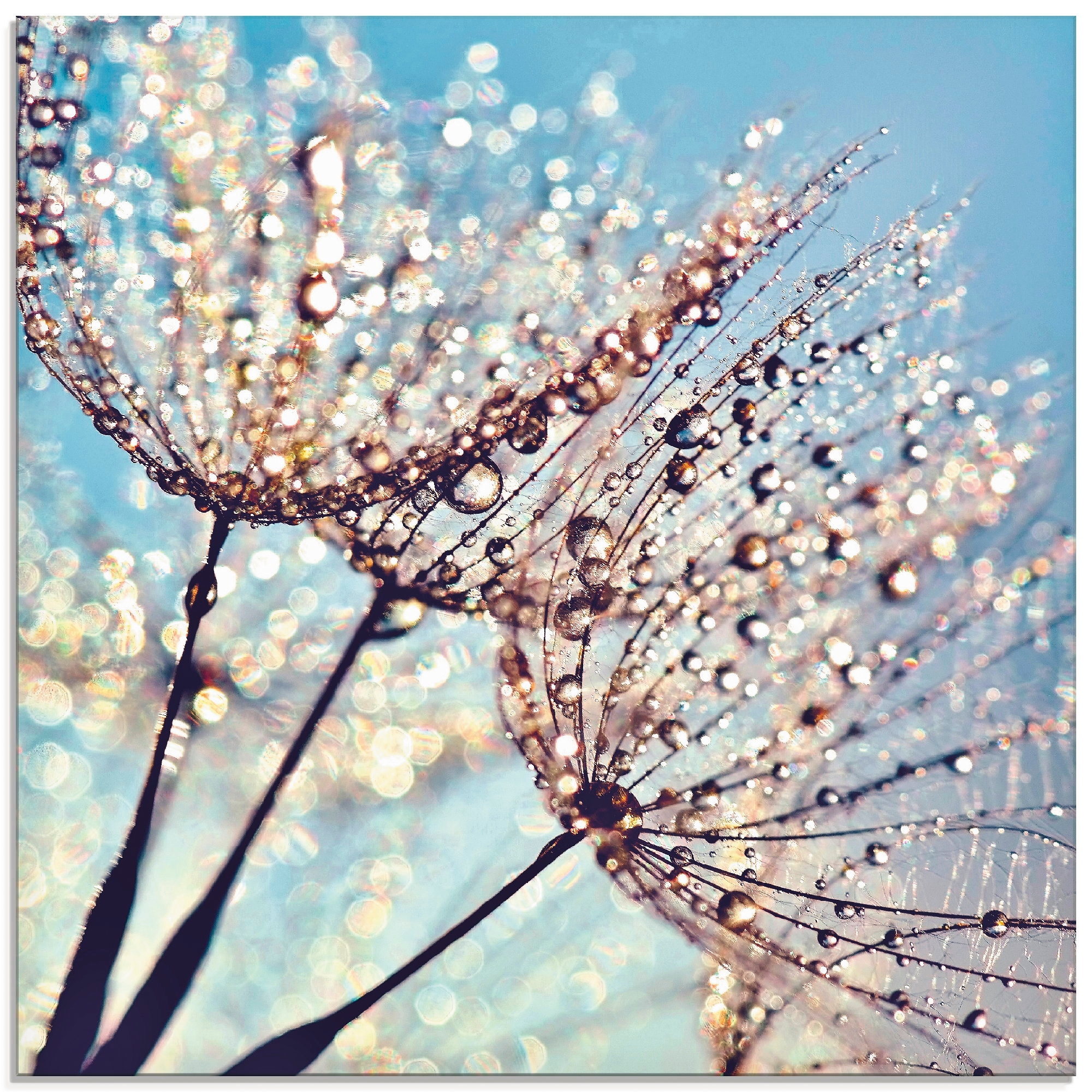 Artland Glasbild "Pusteblume Tröpfchenfänger" Blumen 1 Stk. tlg. in verschiedenen Grössen