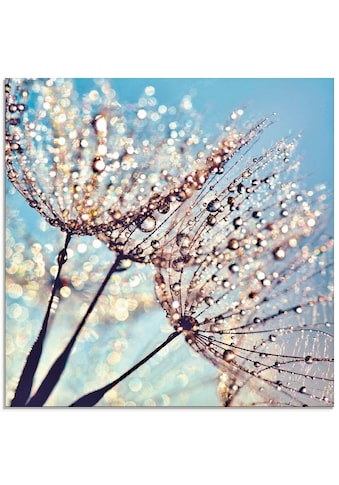 Artland Glasbild »Pusteblume Tröpfchenfänger«, Blumen, (1 St.) kaufen