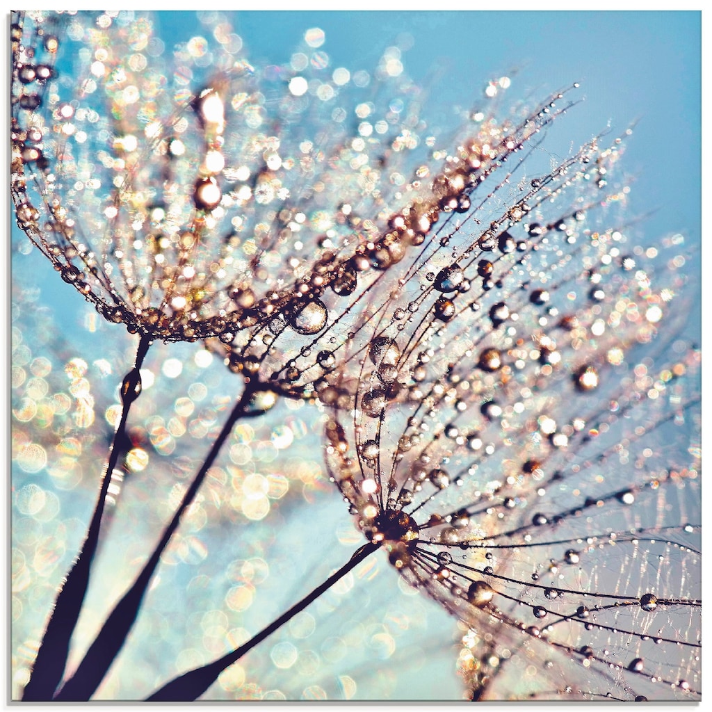 Artland Glasbild »Pusteblume Tröpfchenfänger«, Blumen, (1 St.)