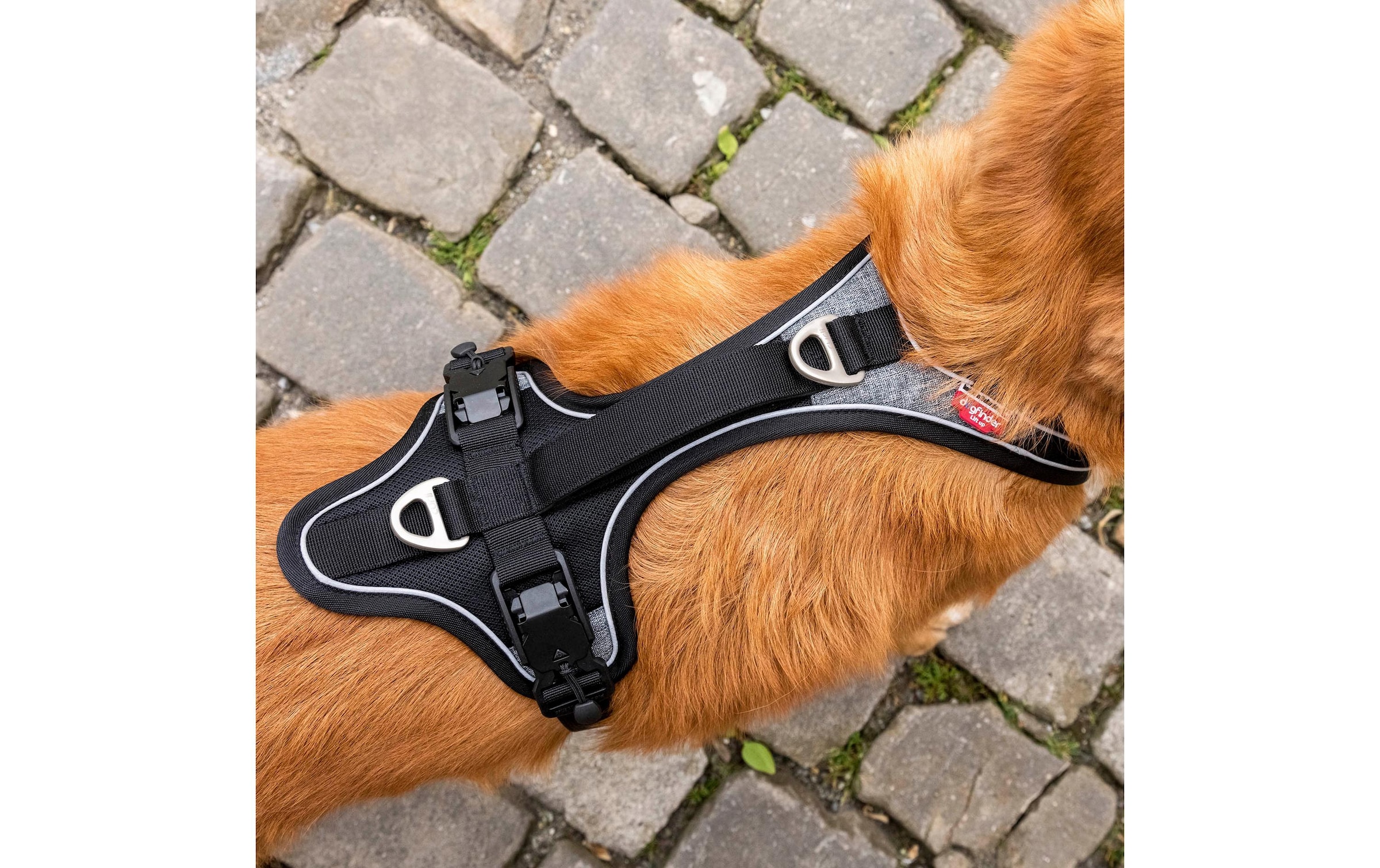 Curli Hunde-Geschirr »Magnetic Belka Comfort«, Polyester