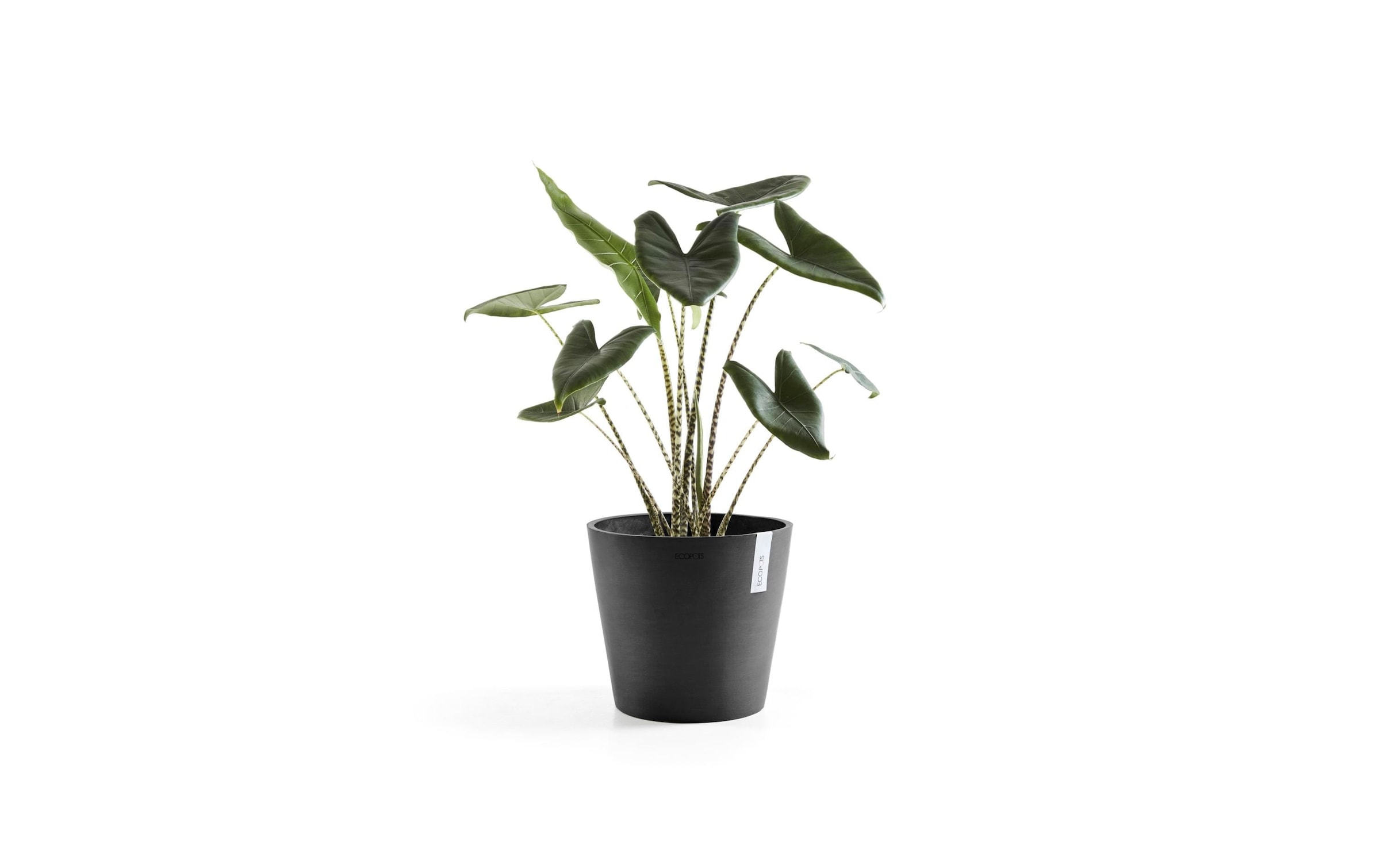 ECOPOTS Pflanzkübel »Amsterdam 30«, (1 St.)