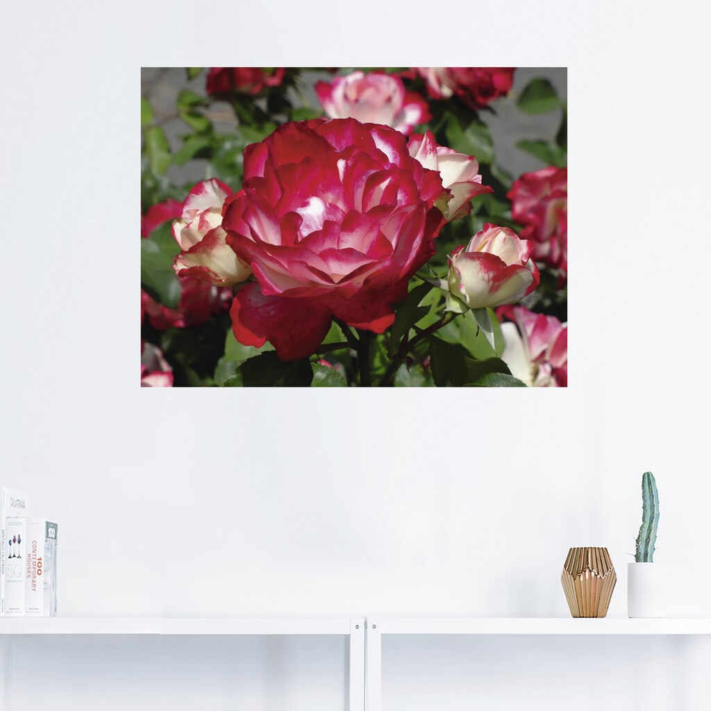 Artland Wandbild »Rot weisse Rosenblüte«, Blumen, (1 St.)