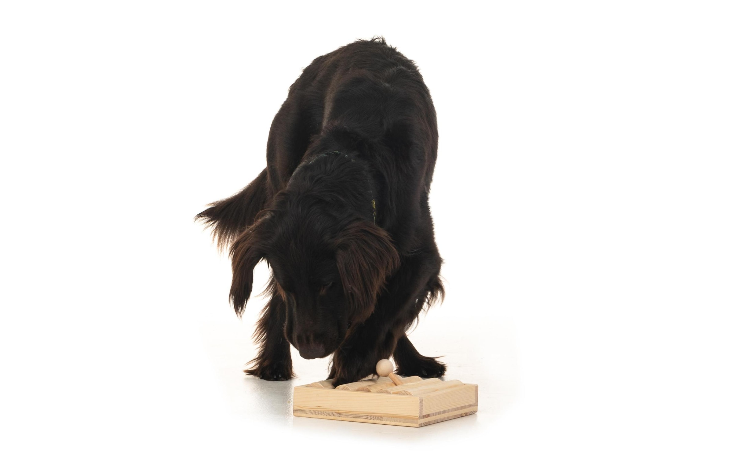 Tier-Intelligenzspielzeug »Hundespiele.ch Zaunpfahl einfach«, Holz, Holzart: Buche, FichteHerkunftsland: Deutschland, Schweiz, Südeuropa