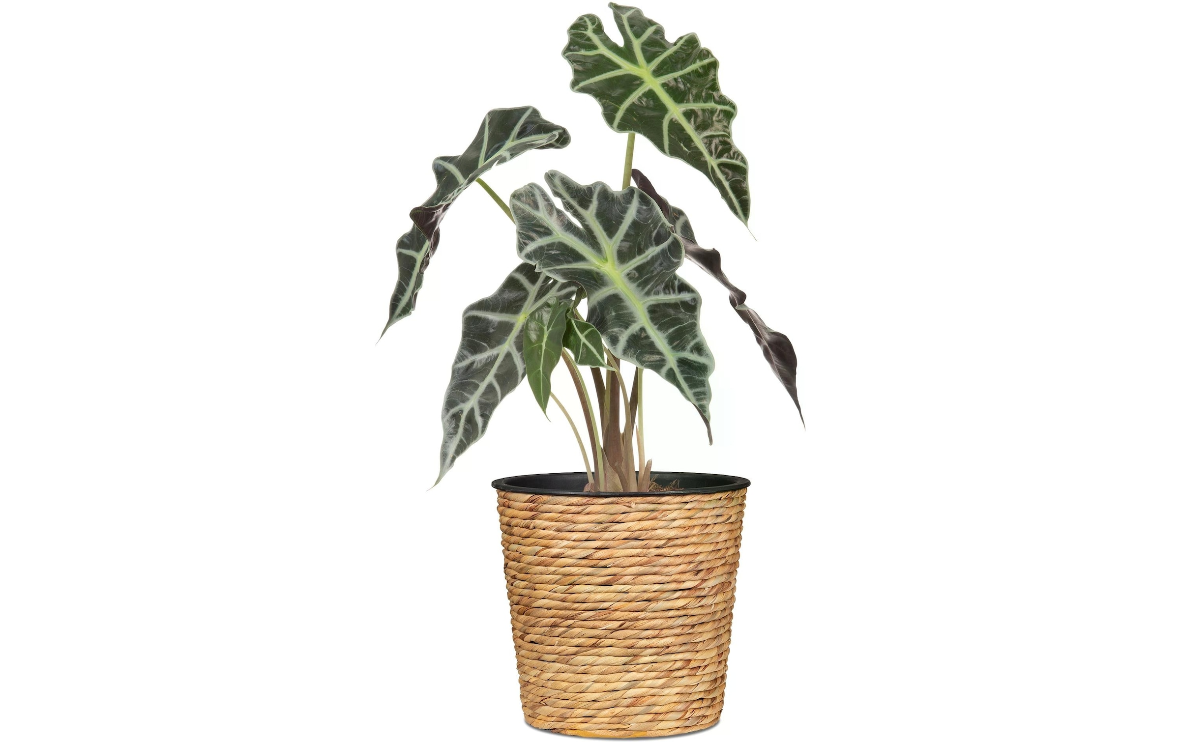 Scheurich Blumentopf »mit Plastikeinsatz«
