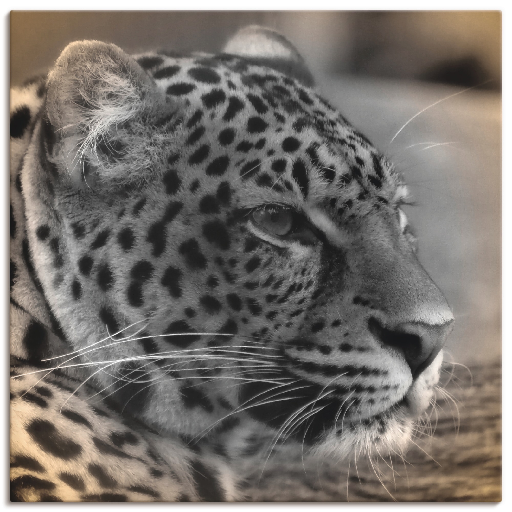 Leinwandbild, Artland Alubild, Profil«, als Wandbild Grössen bestellen Poster versch. | Wandaufkleber Jelmoli-Versand online oder St.), (1 »Leopard Wildtiere, in