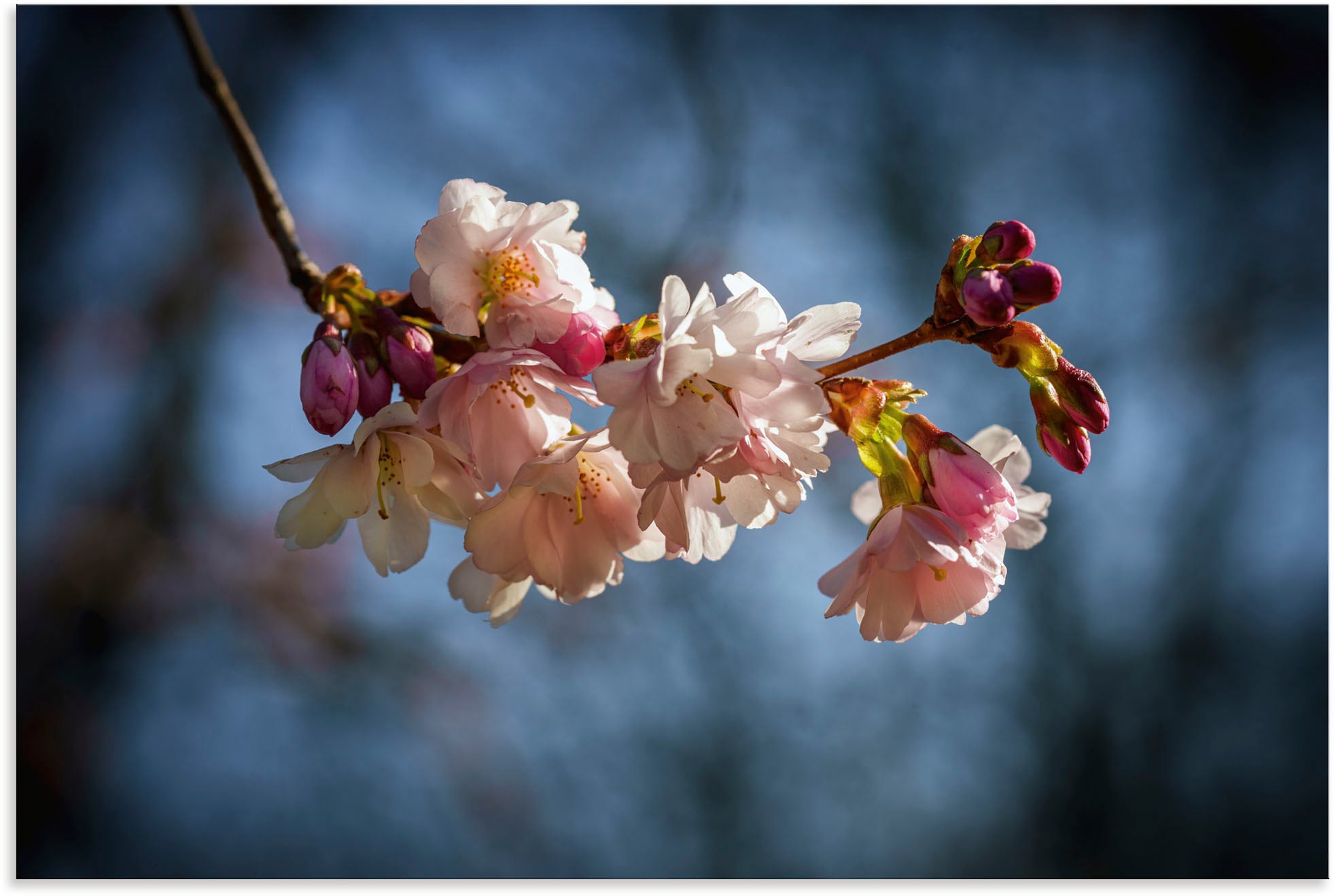 Artland Wandbild »Kirschblüte in online Alubild, oder im St.), versch. Poster Jelmoli-Versand kaufen Wandaufkleber (1 Grössen | als Blumenbilder, Frühling«, Leinwandbild