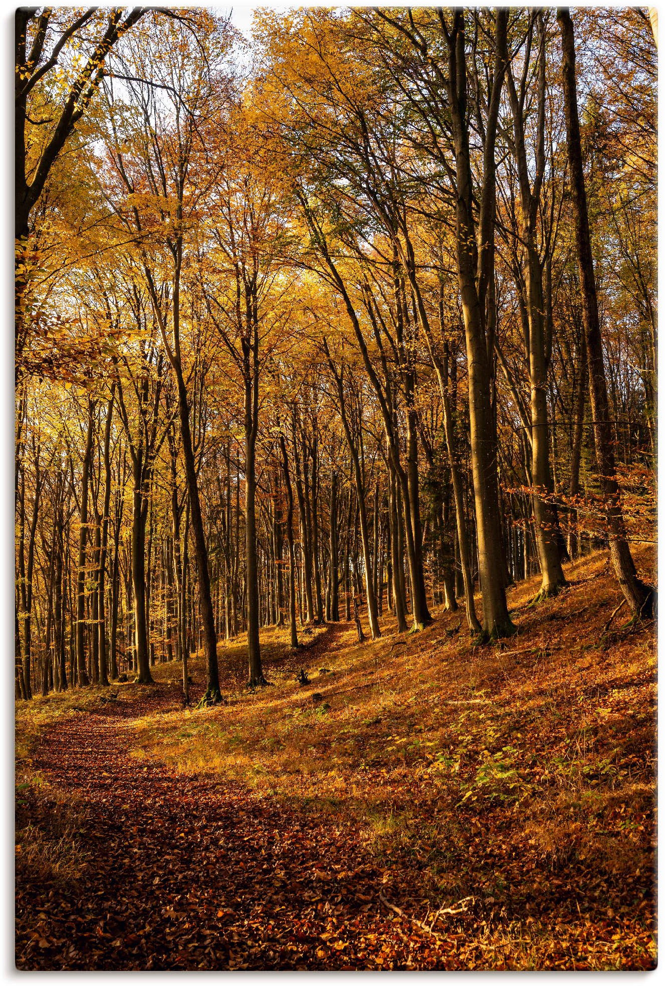 Artland Wandbild »Schöne Herbstfarben Grössen Wandaufkleber Leinwandbild, oder in Jelmoli-Versand Poster bei shoppen (1 versch. St.), | Waldbilder, Sonnenuntergang«, Alubild, online als