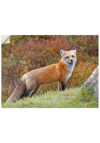 Artland Wandbild »Fuchs I«, Wildtiere, (1 St.), in vielen Grössen & Produktarten... kaufen