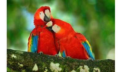 Papermoon Fototapete »Papageien« kaufen