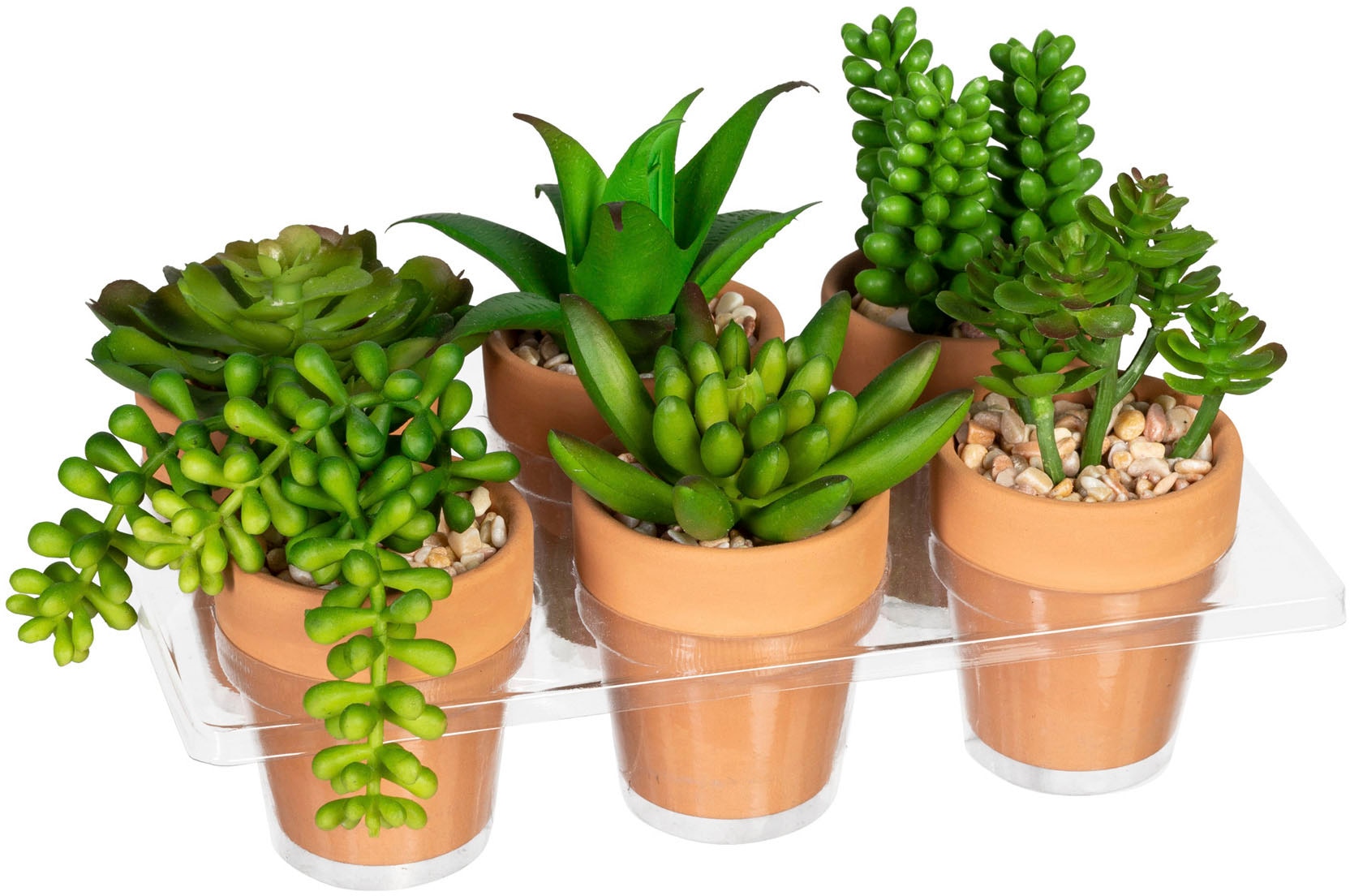 Creativ Zimmerpflanze »Mini-Sukkulenten«, (6 St.), im Tontopf, 6er Set online kaufen |