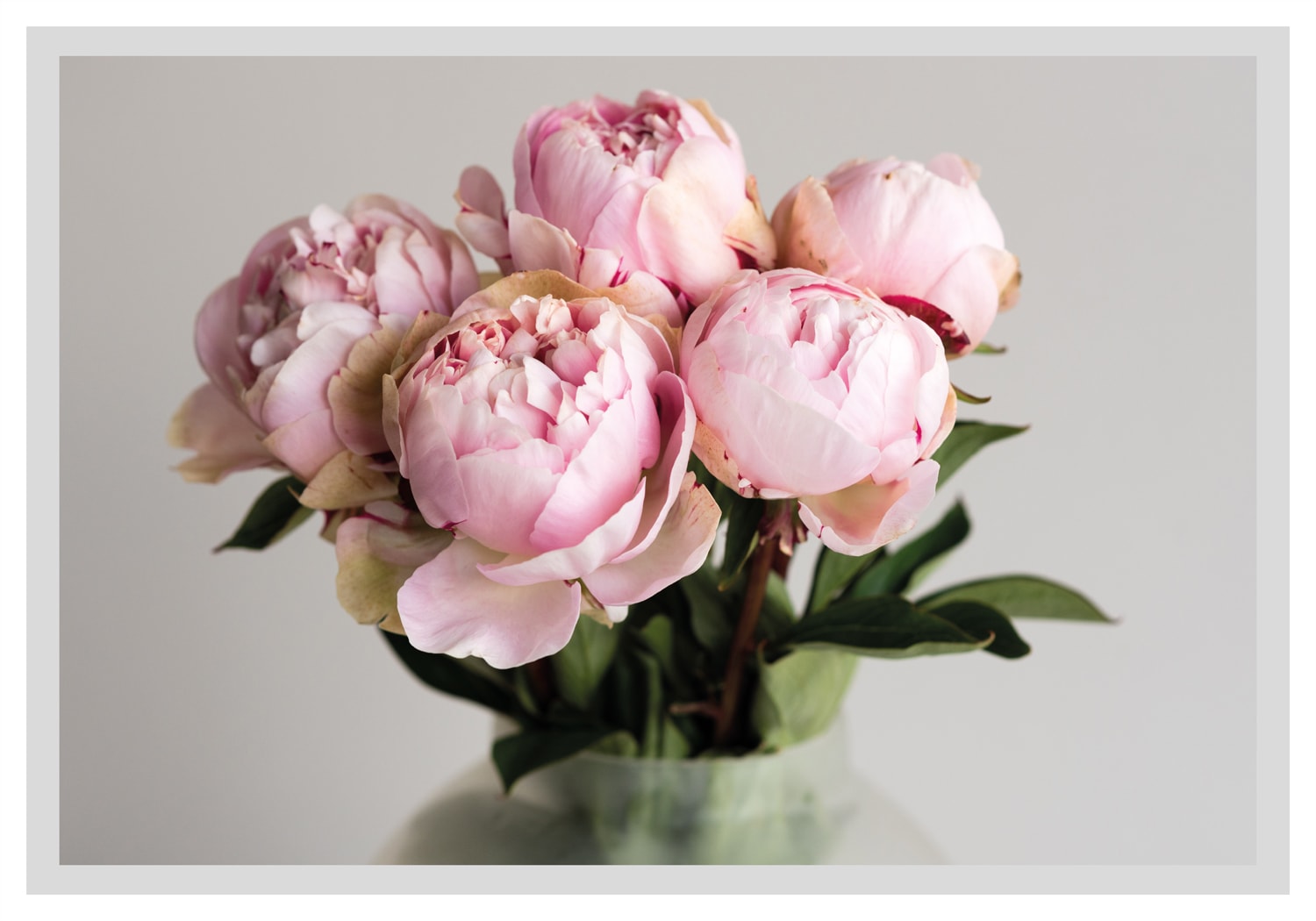 queence Bild "Gudrun" Blumen  Blumenbilder  Blätter  Foto  Kunst gerahmt, Rosen