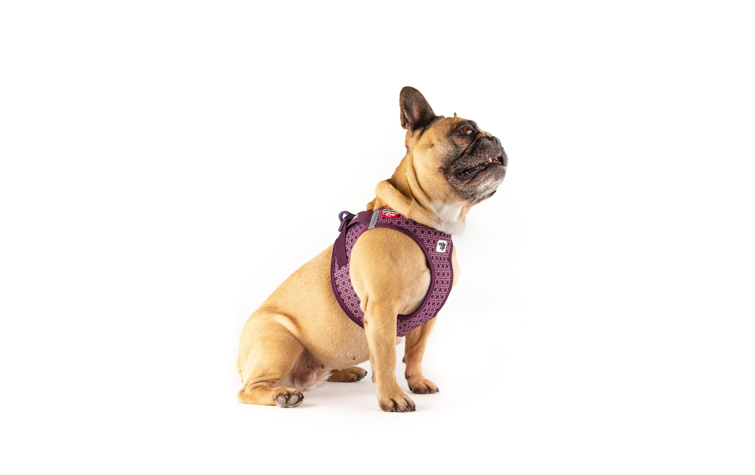 Curli Hunde-Geschirr »Vest Air-Mesh XL«, Polyester, Hunderasse: French Bulldog