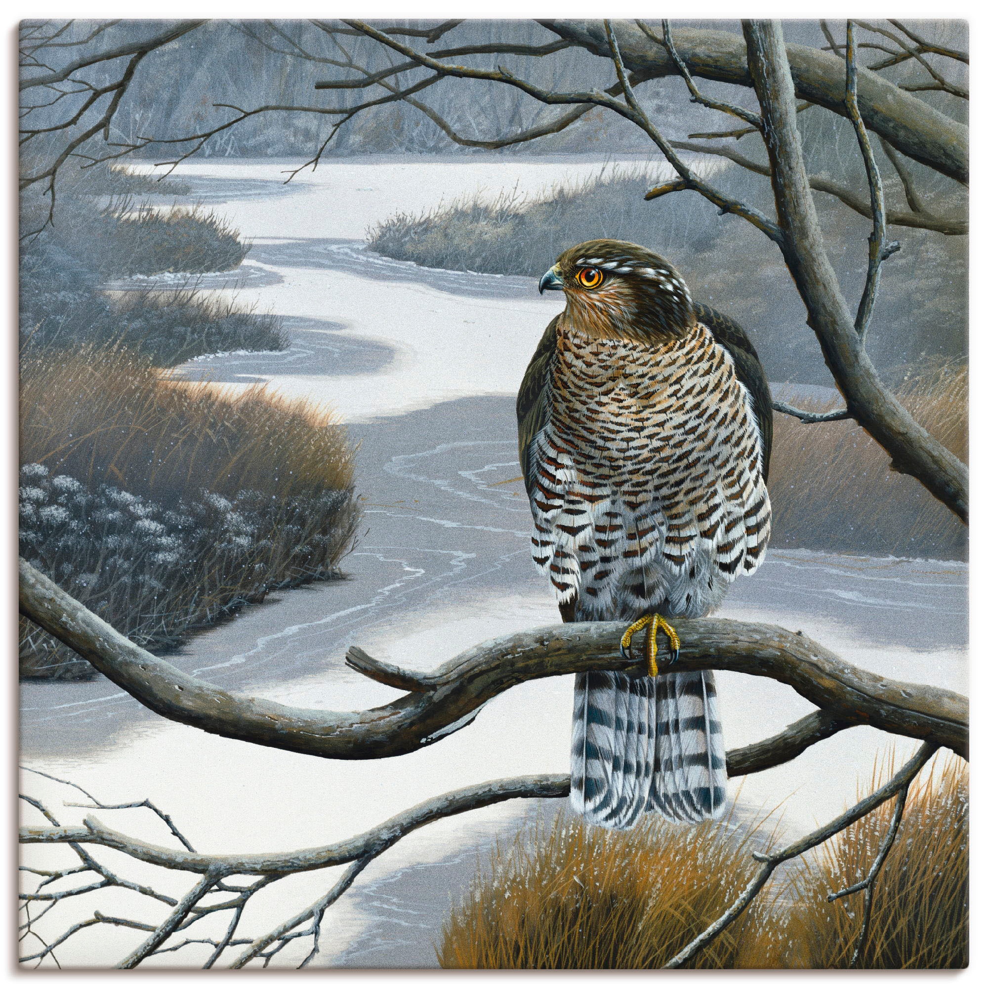 Artland Wandbild »Falke im Baum«, Vögel, (1 St.), als Leinwandbild,  Wandaufkleber oder Poster in versch. Grössen online bestellen |  Jelmoli-Versand