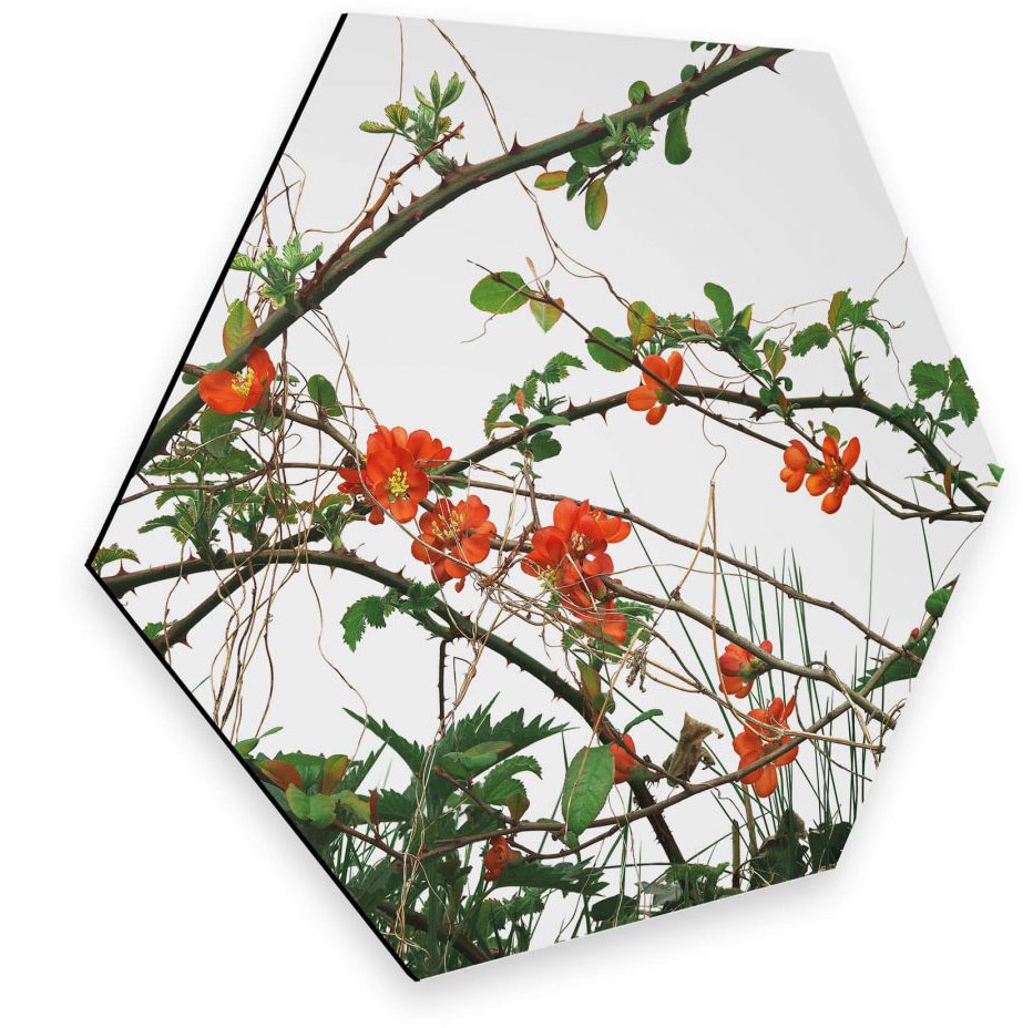 Blumen bestellen online Jelmoli-Versand | »Quittenblüte Wall-Art Metallbild Wandbild«, St.) (1