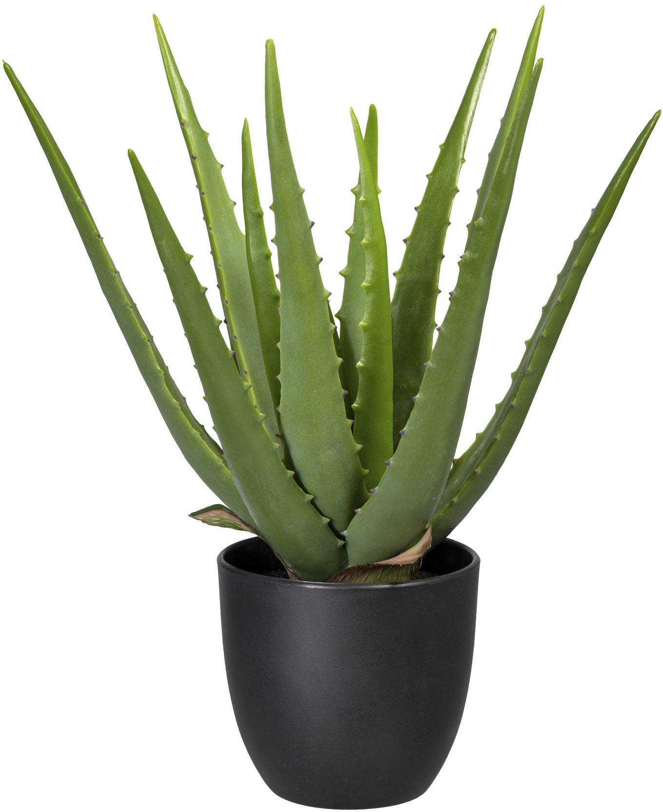 Creativ green Künstliche Zimmerpflanze »Aloe« online bestellen |  Jelmoli-Versand