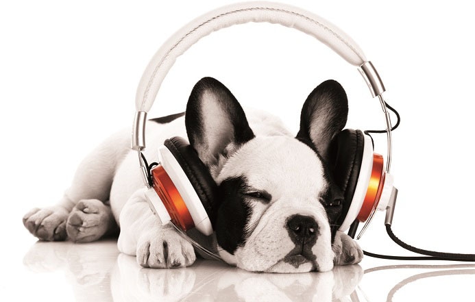 (1 »Hund online Bönninghoff Jelmoli-Versand kaufen Kopfhörer«, St.) | Leinwandbild mit