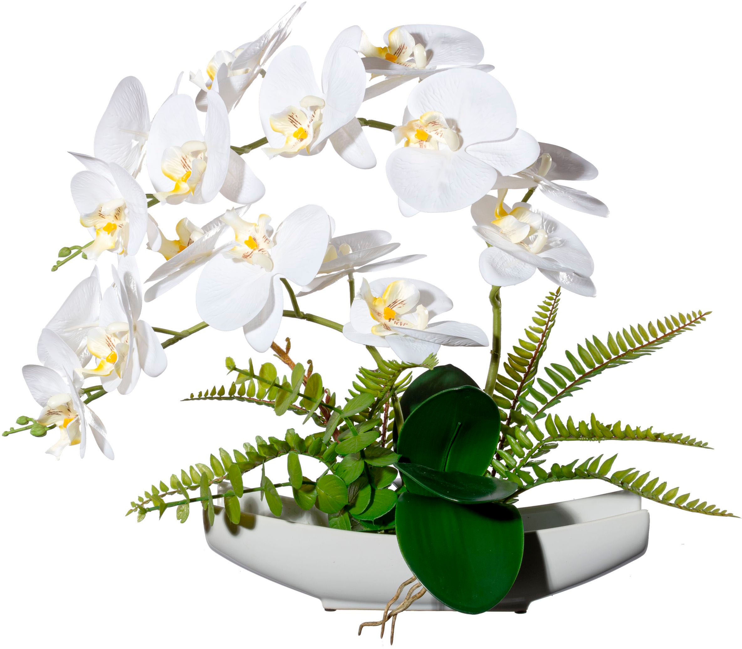 Kunstorchidee kaufen Jelmoli-Versand Zementtopf »Phalaenopsis«, online Creativ | green im