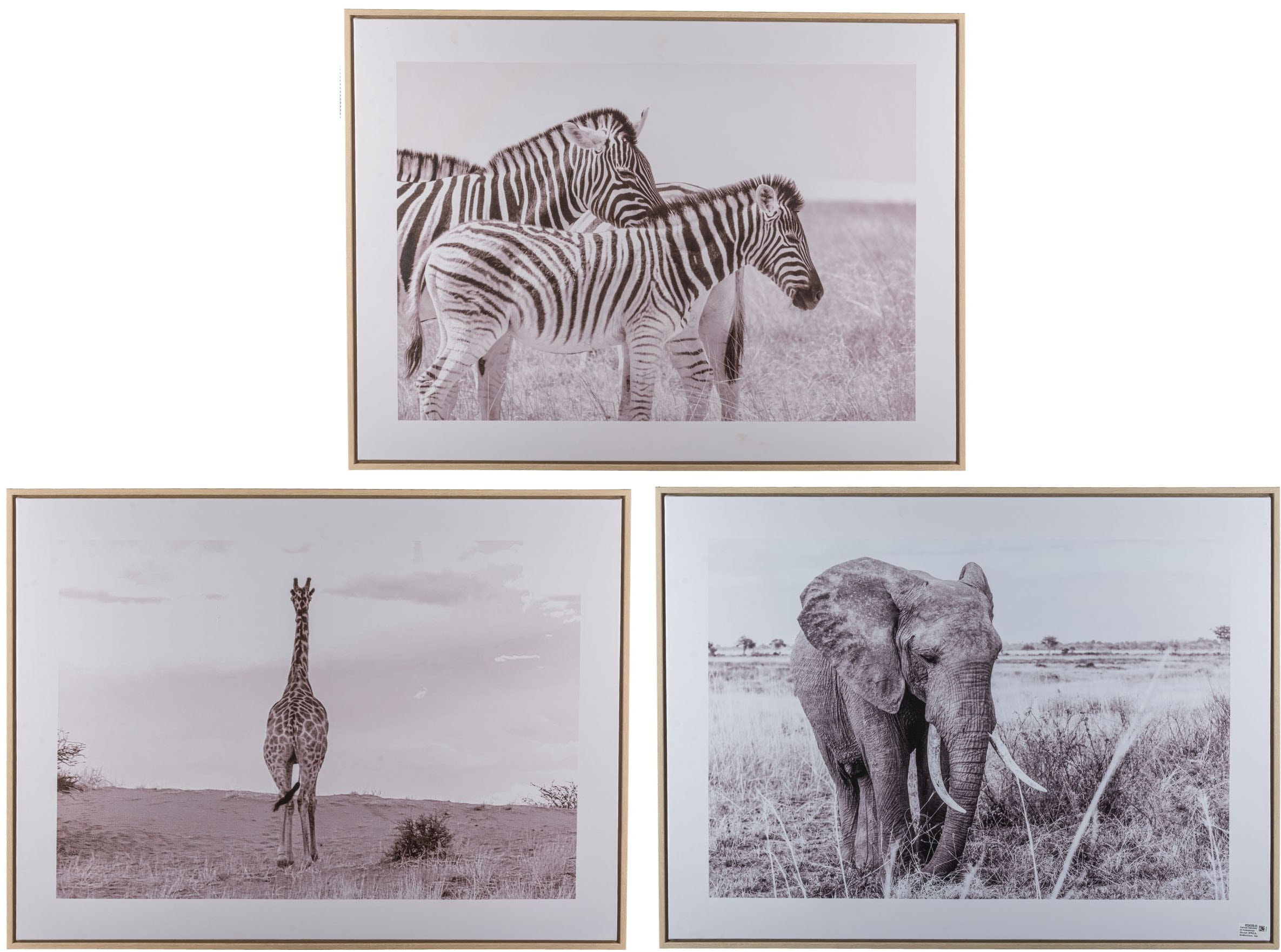 Creativ home Bild mit Rahmen »Zebra«, (1 St.), mit schwarz-weissem Motiv