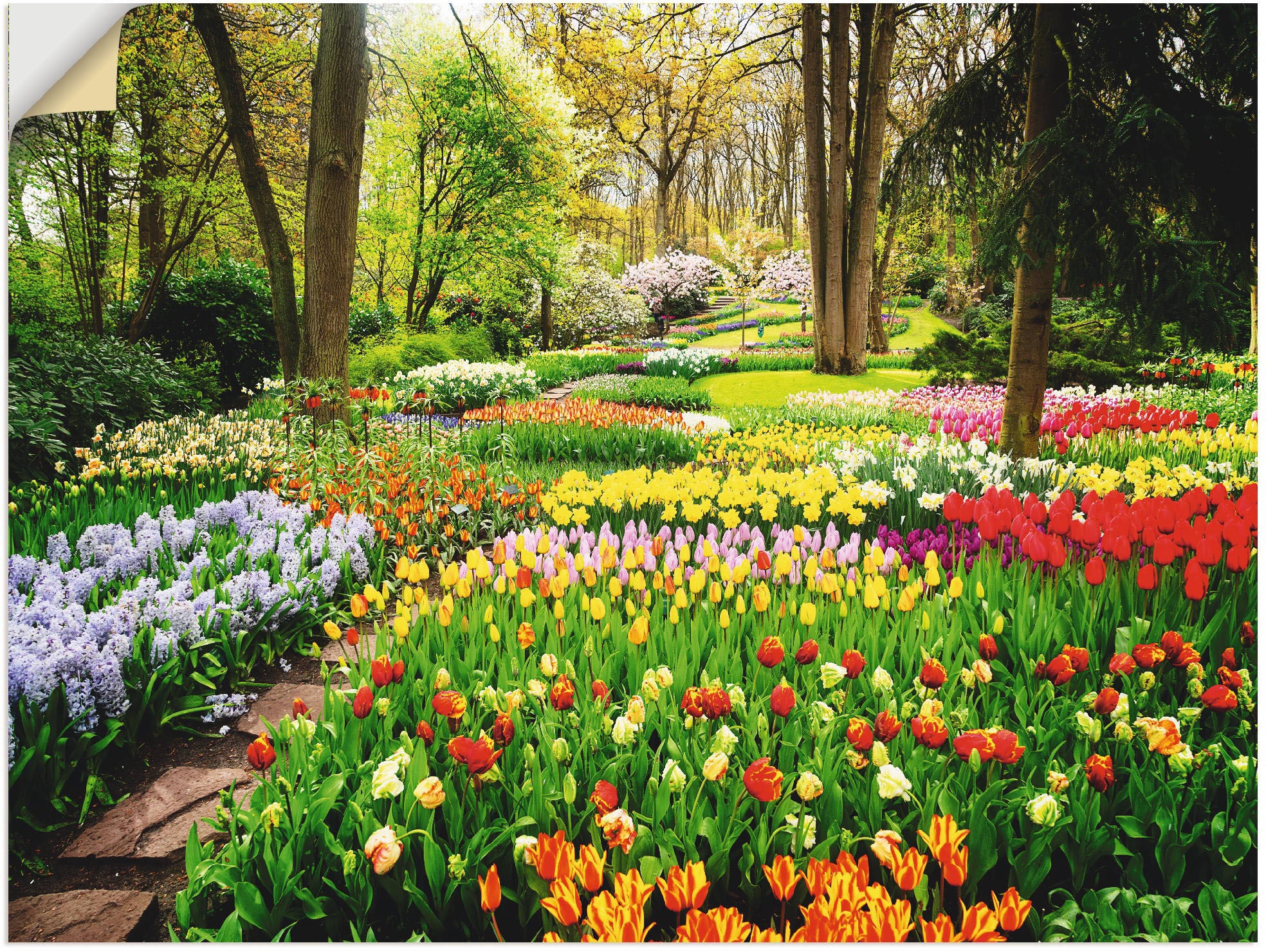 Artland Wandbild »Tulpen Garten Frühling«, Blumenwiese, (1 St.), als  Alubild, Leinwandbild, Wandaufkleber oder Poster in versch. Grössen online  bestellen | Jelmoli-Versand