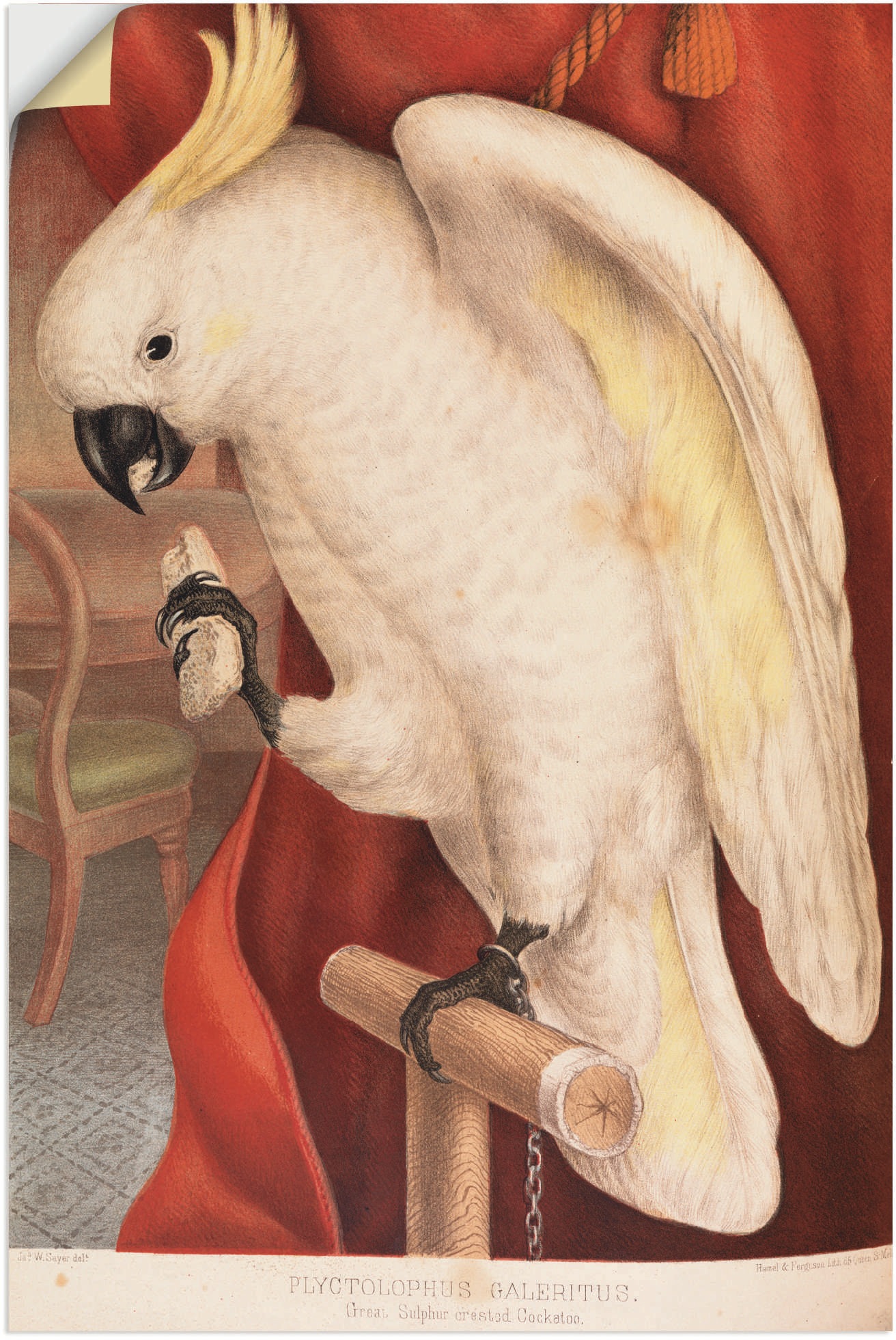 Artland Wandfolie »Grosser Gelbhaubenkakadu«, Vogelbilder, (1 St.), selbstklebend