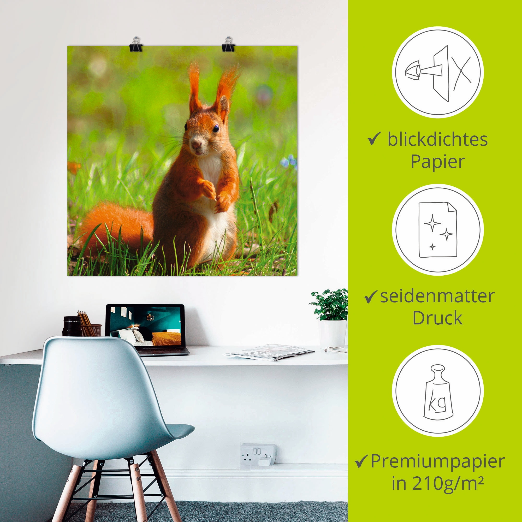 Artland Poster »Eichhörnchen Kontakt«, Wildtiere, (1 St.), als Leinwandbild, Wandaufkleber oder Poster in versch. Grössen