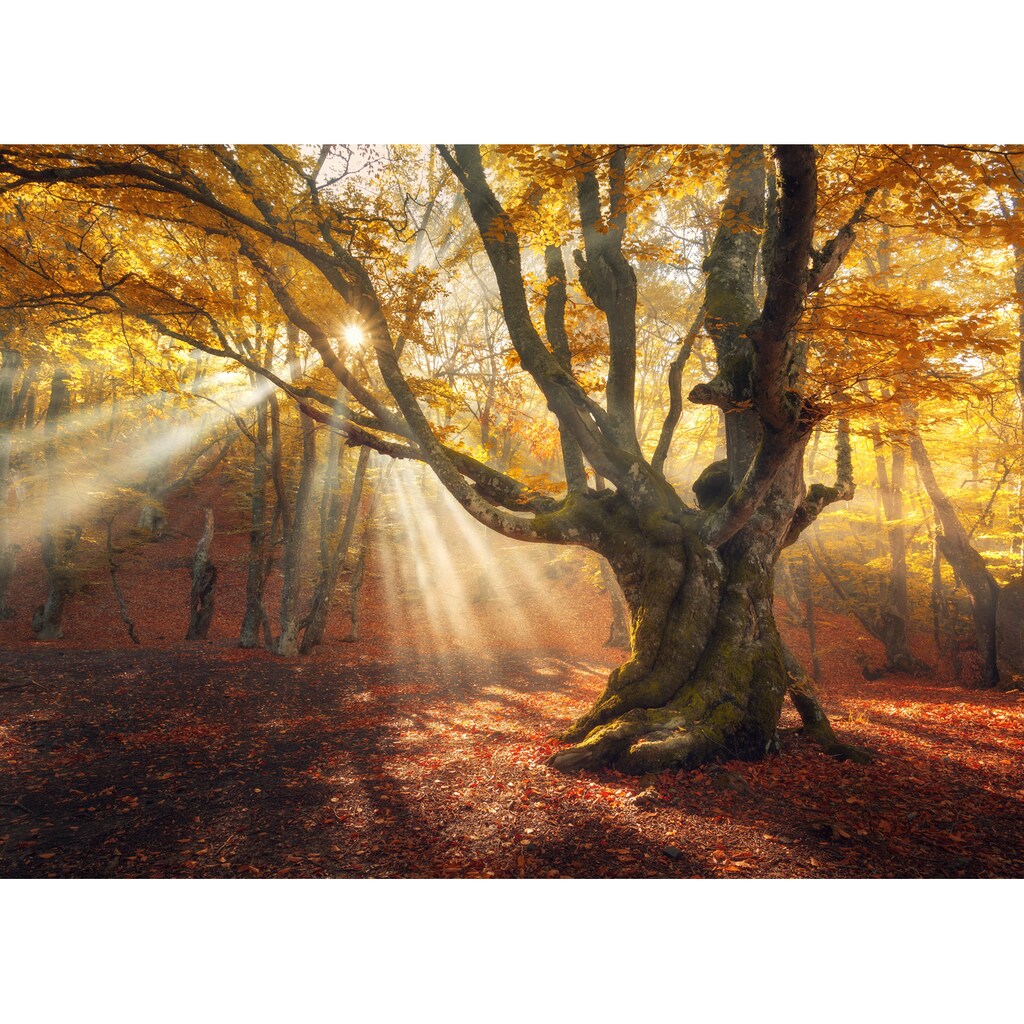 Papermoon Fototapete »Magical Old Trees Autumn Forest«